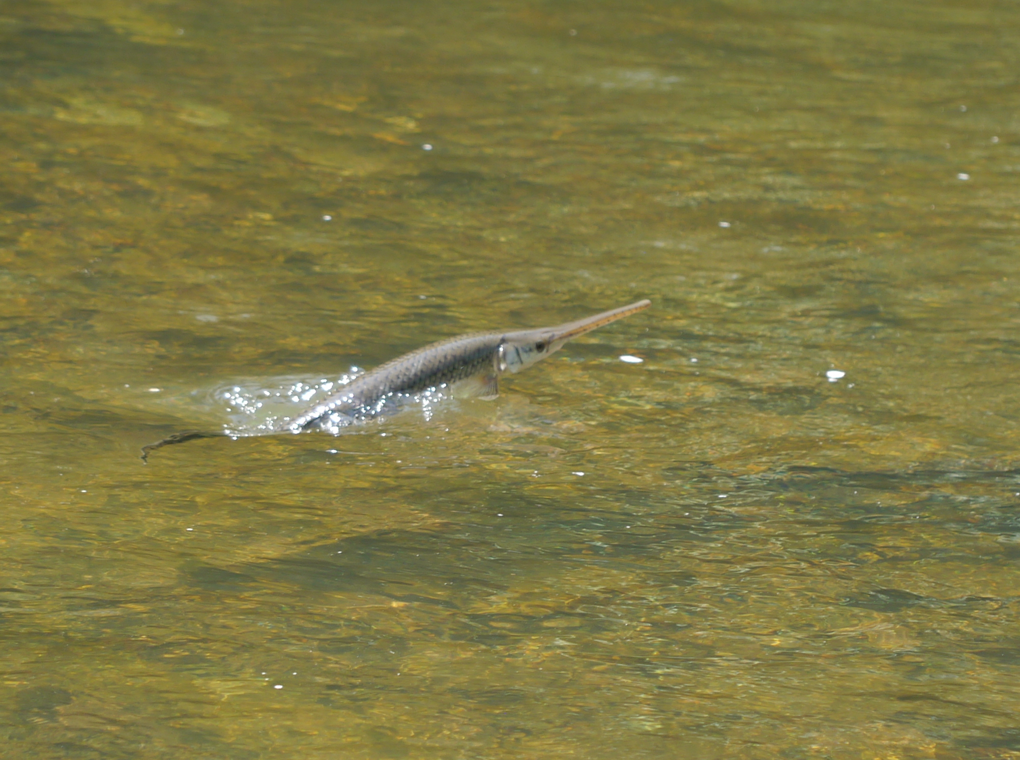 A longnose gar lying just under the surface of a clear stream, seen from the side along its whole length, with a very long narrow beak considerably more than twice the length of the rest of the head, hard diamond-patterned scales forming a rigid armour along the flank, dark spotting over the rear body, and the dorsal and anal fins set far back near the tail.