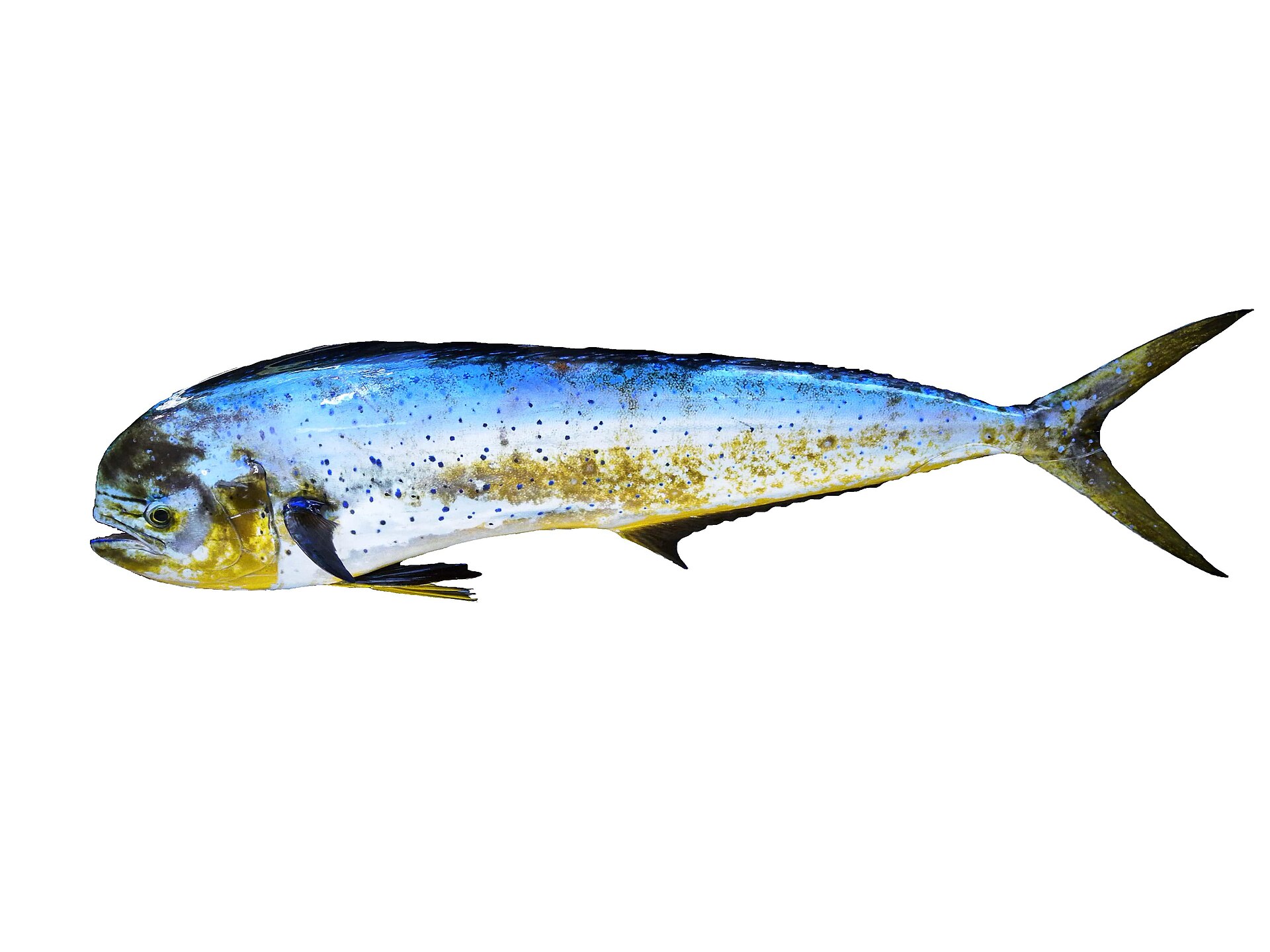 A mahi-mahi cut out against white in full side view, showing a single dorsal fin running almost the whole length of the back, a deeply forked tail, and blue spots scattered over gold and silver flanks.