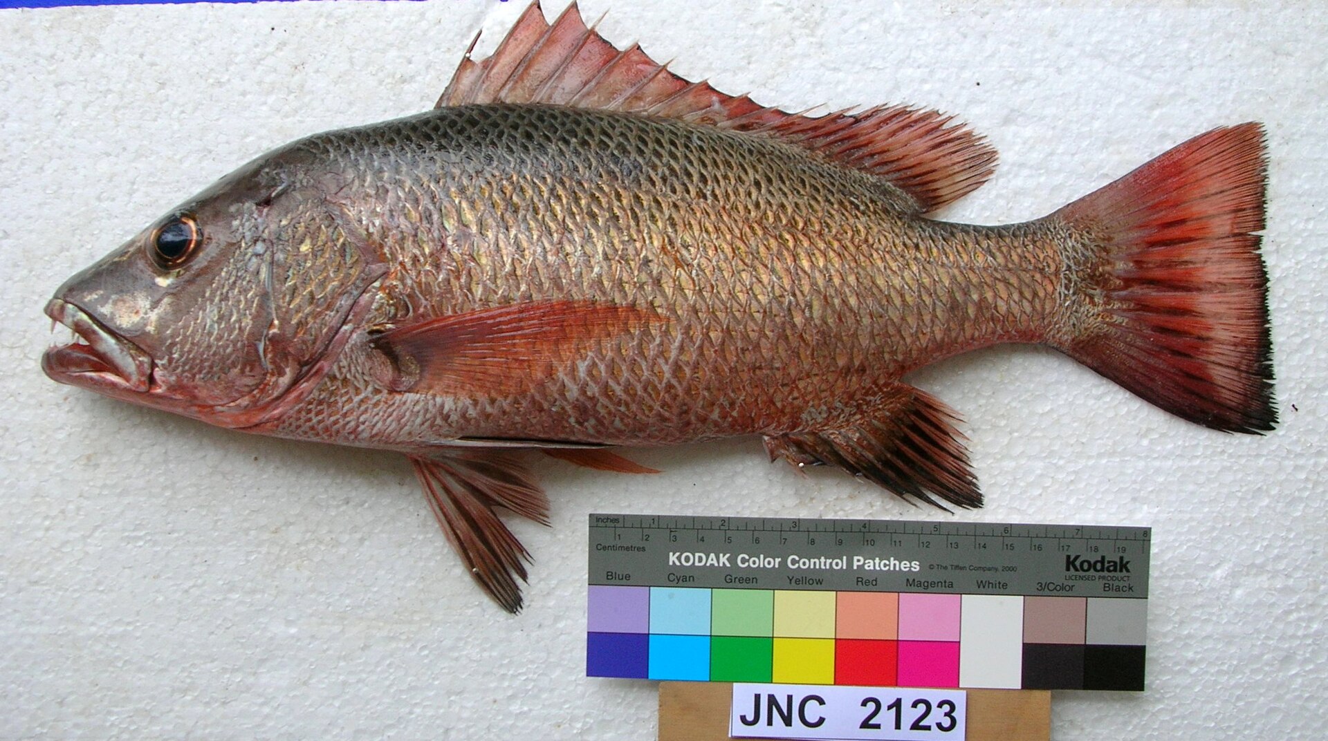 A mangrove jack laid in full side view on a white board beside a photographic colour chart and a centimetre scale, deep coppery-red with darker scale edges, a steeply rising forehead, red fins, and canine teeth visible in the slightly open jaw.