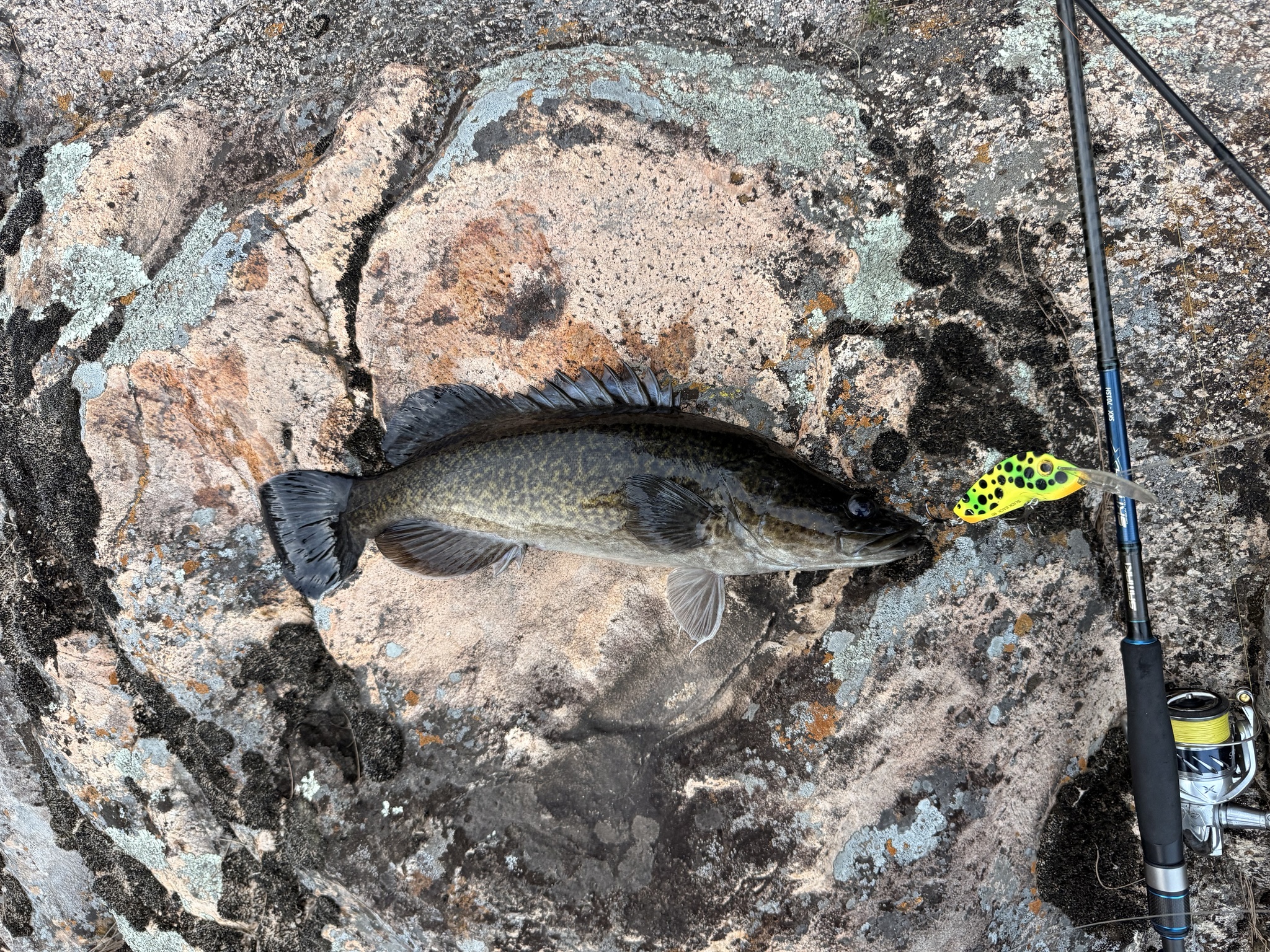 A Murray cod laid on lichened granite beside the rod that caught it, seen from the side, heavy-bodied with a broad flattened head and a large mouth whose lower jaw protrudes slightly, the flank mottled in a fine net-like pattern of dark markings over yellow-green, a white belly, and a long dorsal running from hard spines into soft rays above a rounded pale-edged tail.