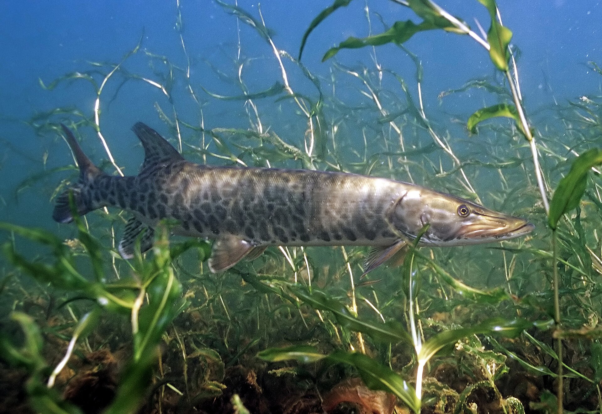 A muskellunge in full side view among submerged weed, showing a long body with dark vertical bars and blotches on a pale ground, a long duck-like snout, and dorsal and anal fins set far back near the tail.