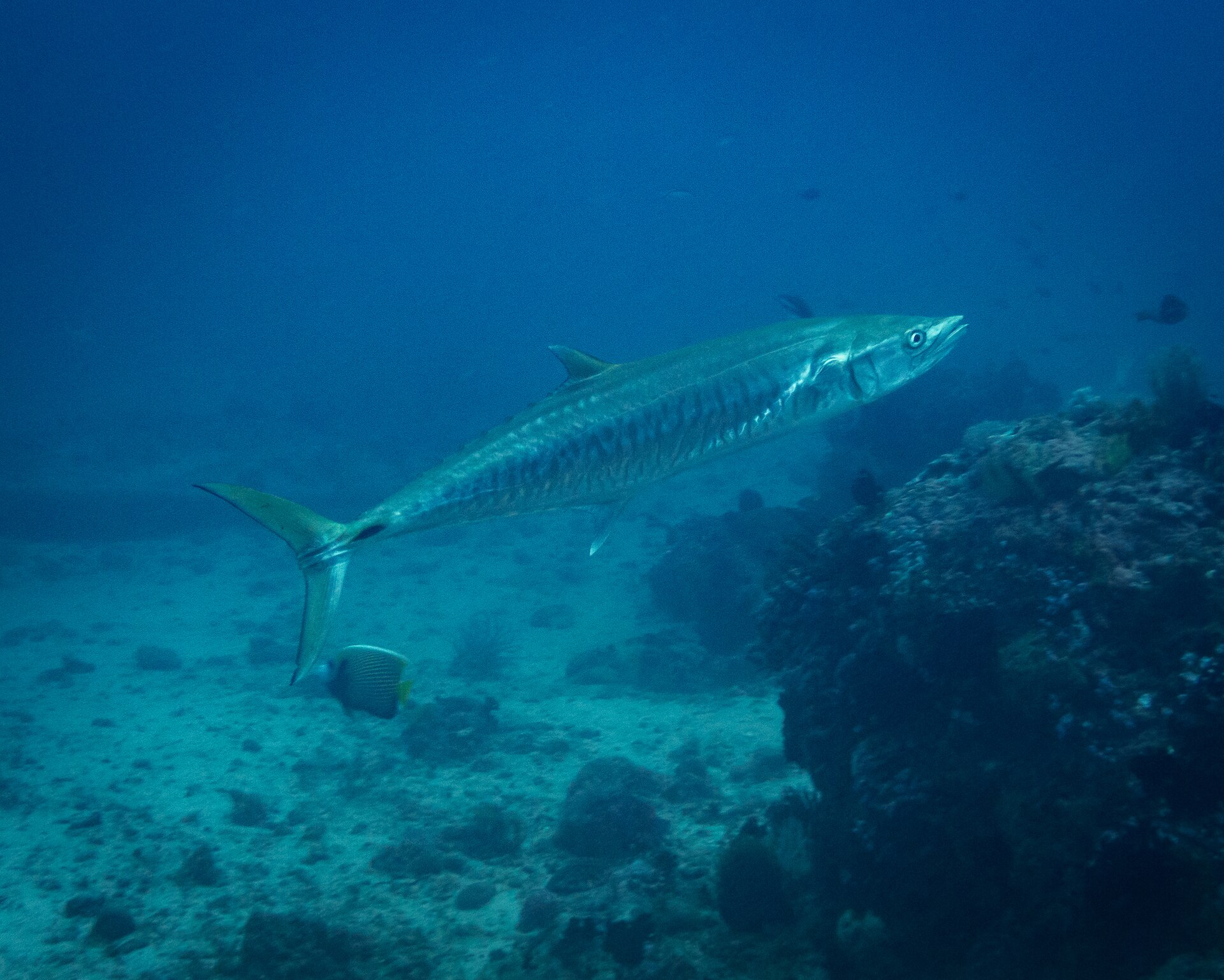 A narrow-barred Spanish mackerel swimming over reef, showing an elongate silver body marked with numerous narrow wavy vertical bars along the flank, a pointed snout and a deeply forked tail.