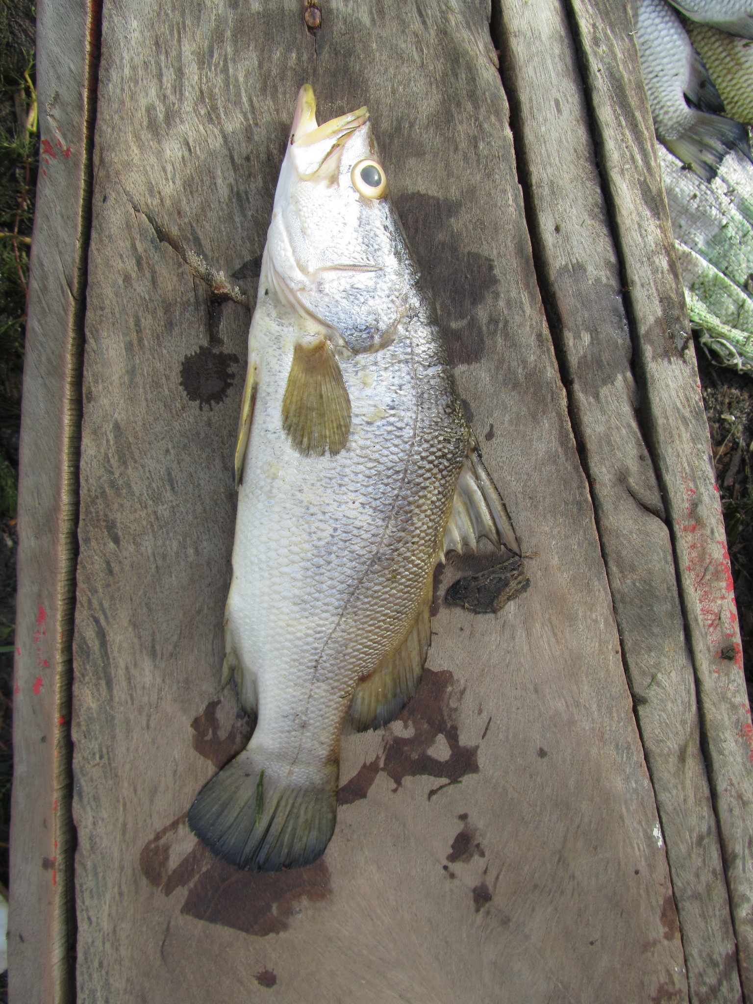 A Nile perch laid on the planks of a wooden canoe at Dagana in Senegal, its head profile dipping in a clear concave curve between the snout and the nape, a deep silver body, a large eye ringed in gold, the heavy jaw of a protrusible mouth, and a spiny dorsal fin with the soft dorsal set behind it.