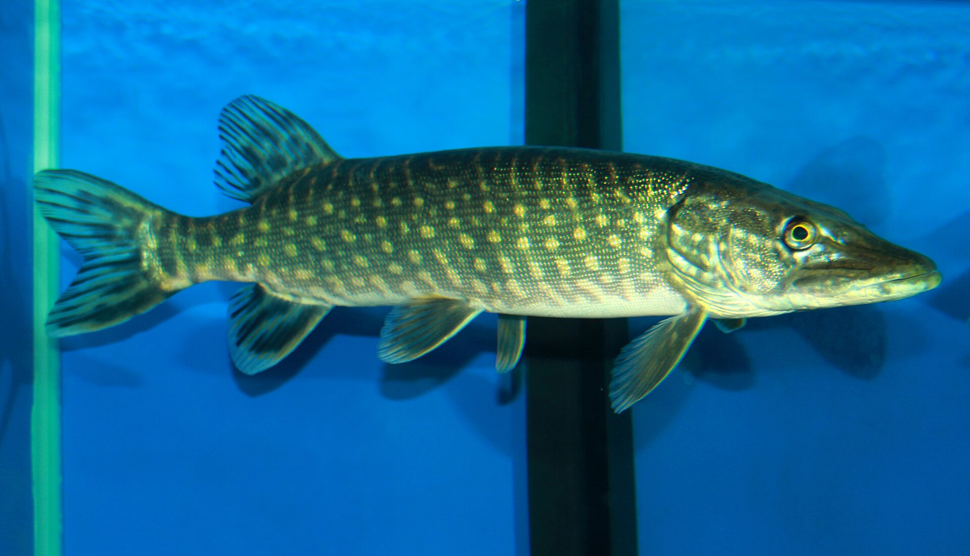 A northern pike side-on in an aquarium, the dorsal and anal fins set far back near the tail and the flank marked with pale bean-shaped spots.