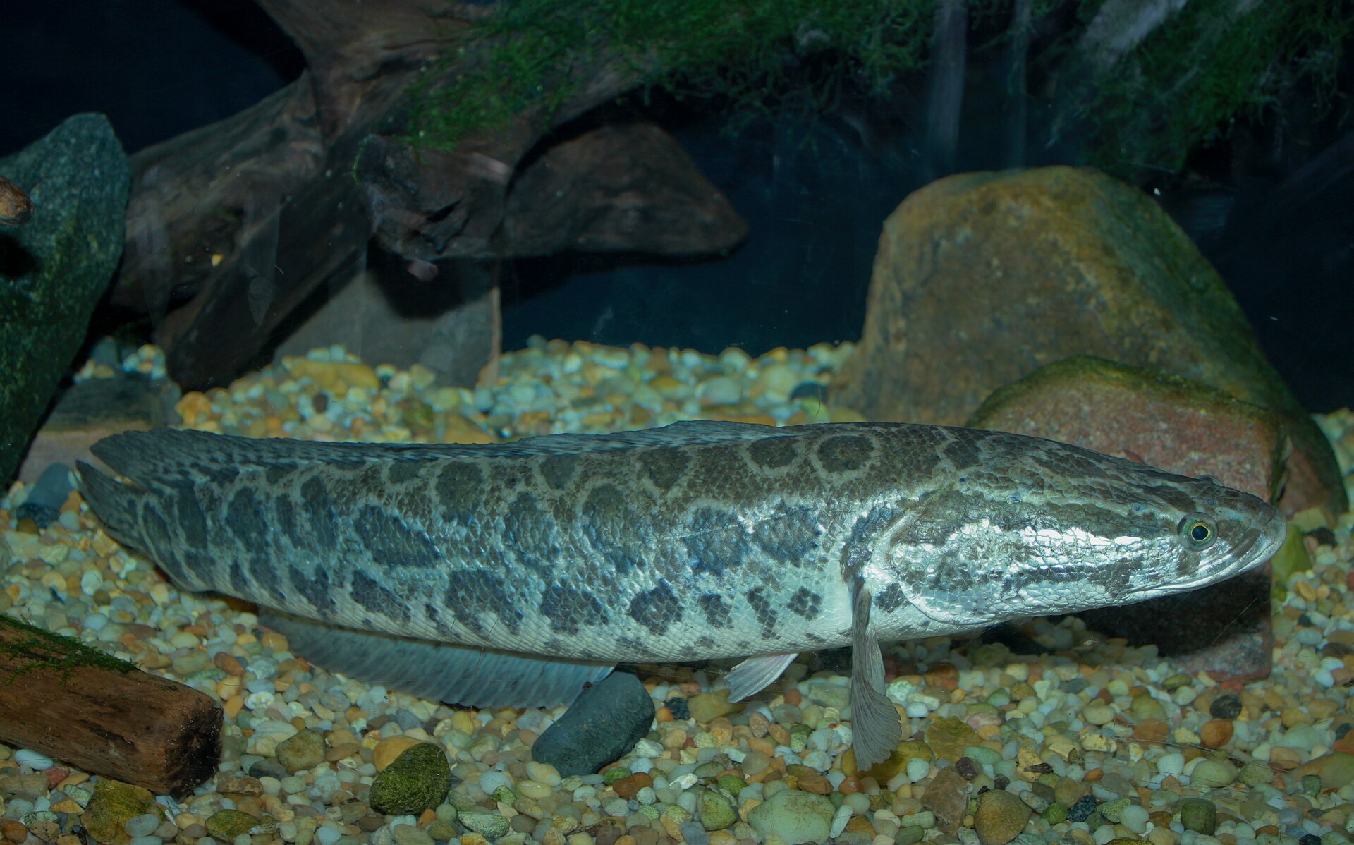 A northern snakehead lying over pale gravel in an aquarium in full side view, long and cylindrical with dorsal and anal fins running most of the body length, a flattened snake-like head with large plate-like scales and forward-set eyes, and dark irregular blotches over a tan flank.
