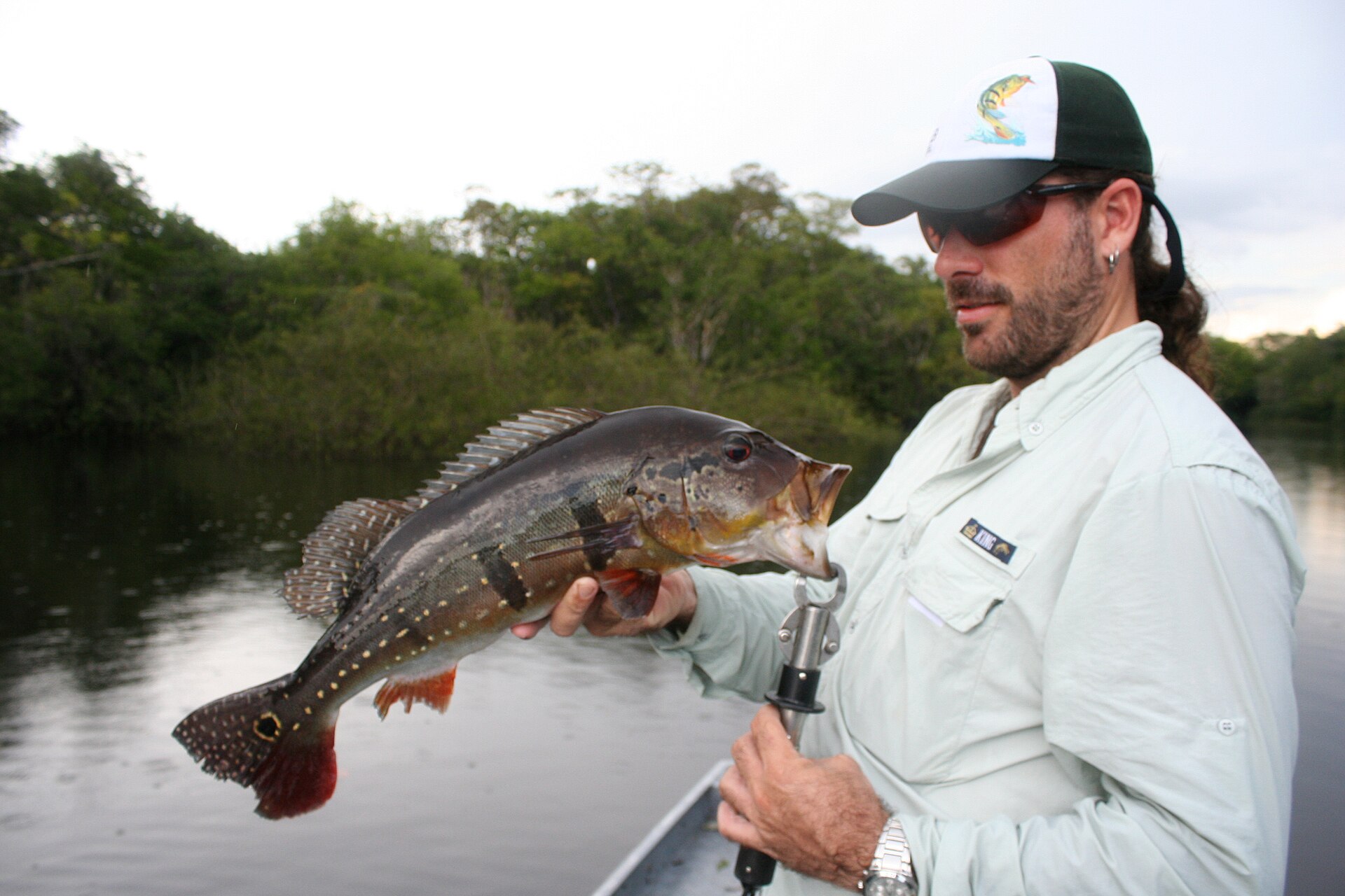 A speckled peacock bass held out over the side of a boat on a dark Amazonian river, seen from the side, with three dark vertical bars still showing on the flank beneath rows of pale gold speckles, a black eyespot ringed in gold at the base of the tail, red-orange lower fins and a tall spiny dorsal.