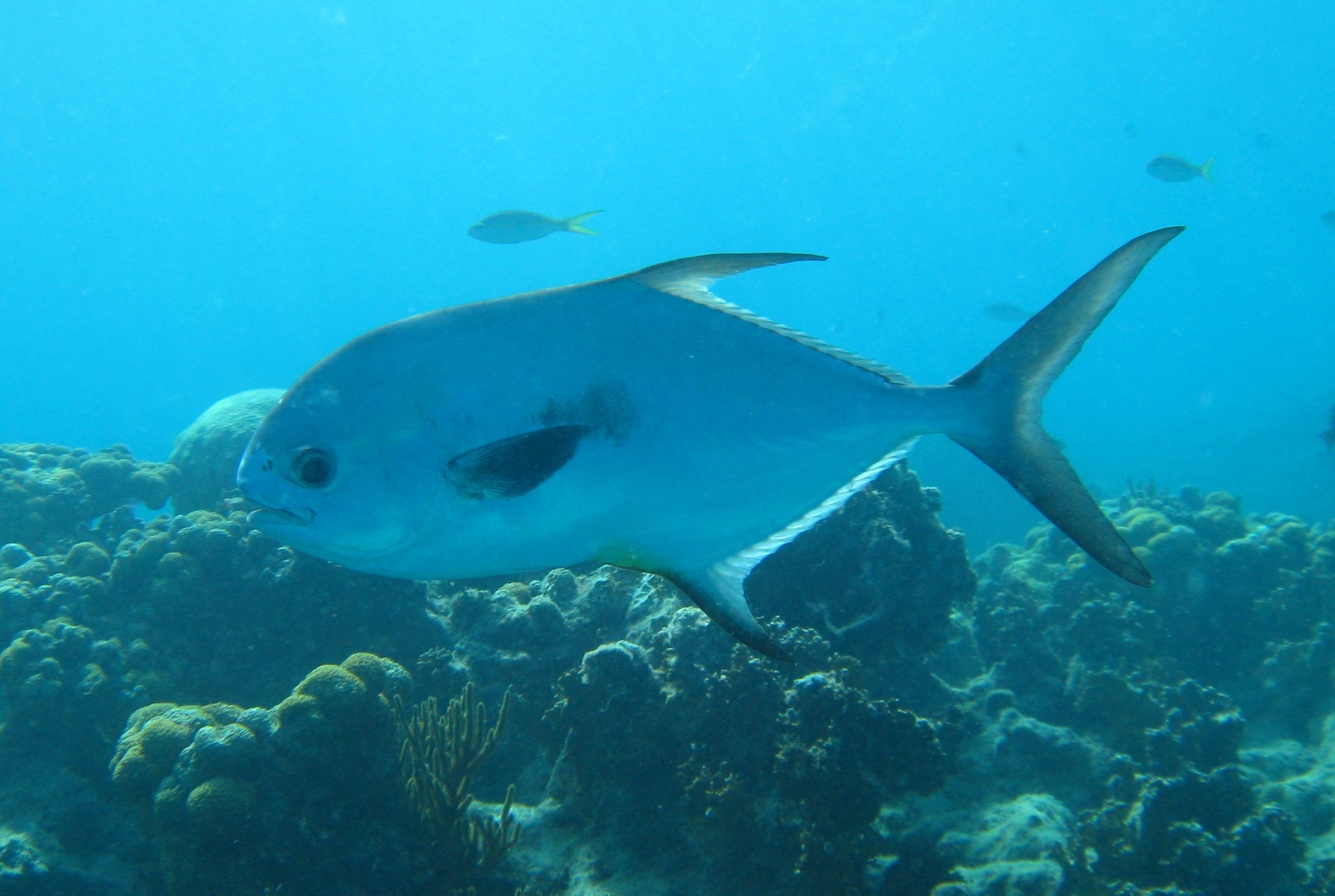 A permit seen from the side over reef at Dry Tortugas, its body very deep and flattened side to side with a steep blunt forehead, the leading rays of both the dorsal and anal fins drawn out into long curved sickle shapes, and a deeply forked tail edged in dark.