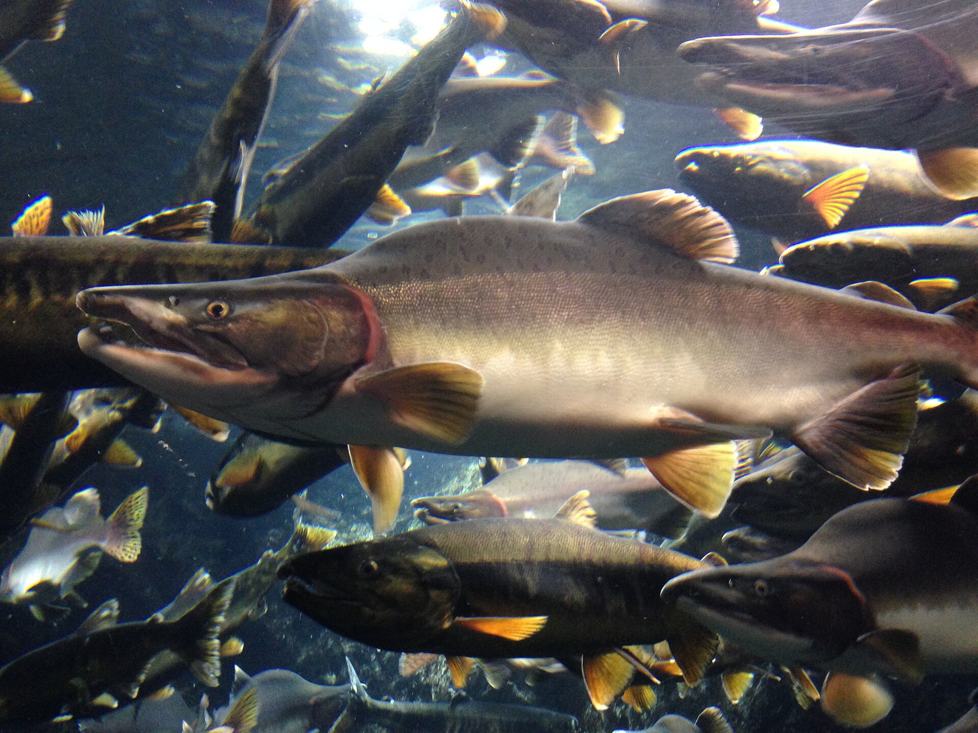 A spawning male pink salmon in a display tank, side on, with a pronounced humped back rising behind the head, a long strongly hooked jaw, very fine scales and dark speckling along the back, among other salmon.
