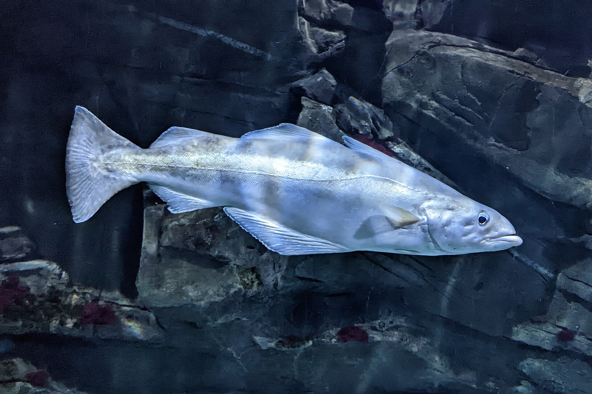 A pollack in full side view, showing three dorsal fins, a projecting lower jaw, no chin barbel, and a dark lateral line curving upward over the pectoral fin before straightening.