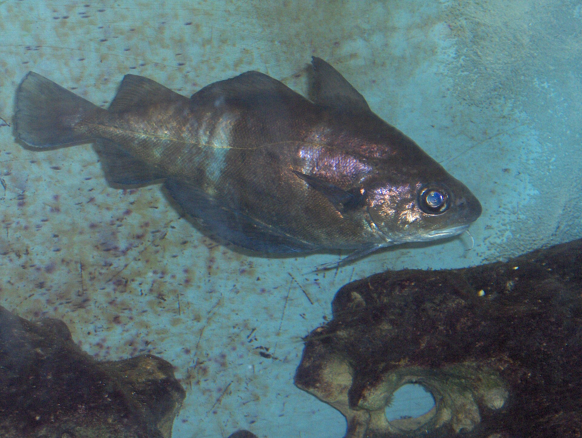 A pouting swimming above a pale seabed photographed through aquarium glass with a blue colour cast, in right profile, showing a deep body for a cod-family fish, three dorsal fins, a long barbel hanging from the chin, and a dark blotch at the base of the pectoral fin.