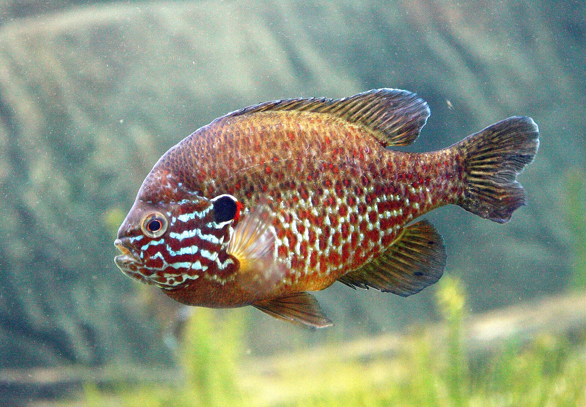 A pumpkinseed in full side view in clear water, deep-bodied and olive with dense orange-red spotting over the flank, a black opercular flap tipped with a bright orange-red spot at its rear edge, and wavy iridescent blue lines running across the cheek and gill cover.