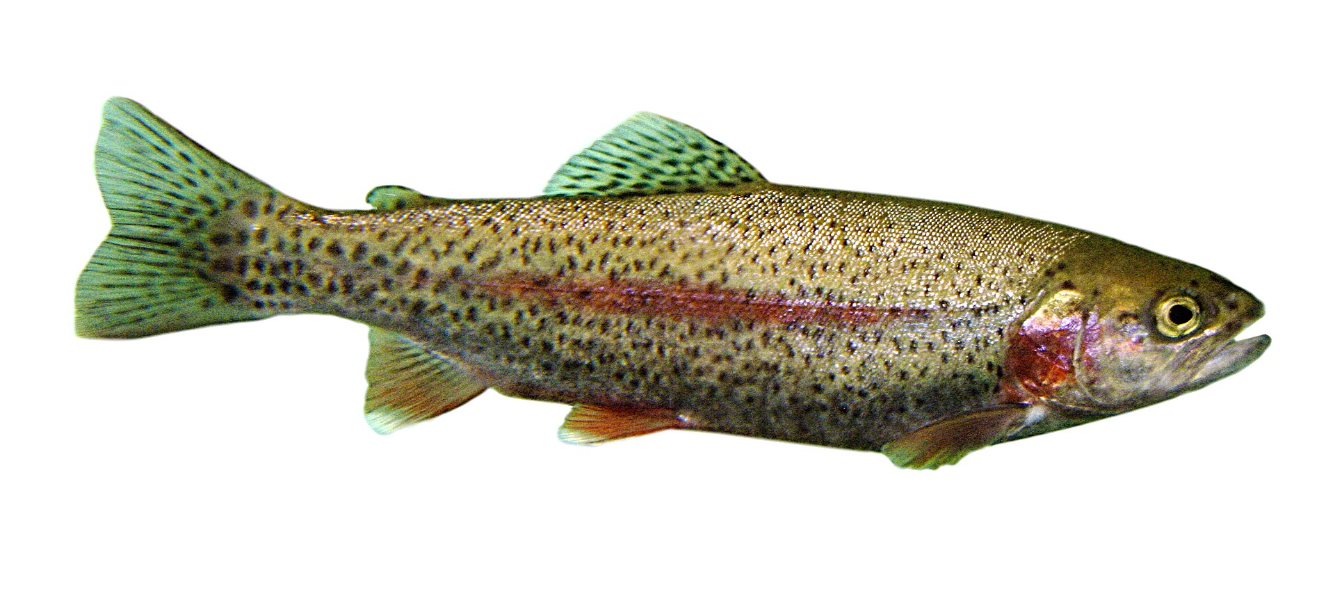 A rainbow trout in full lateral view against a plain background, showing a broad pink band running the length of the flank, dense small black spots over the back, flanks and tail, and a small adipose fin in front of the tail.