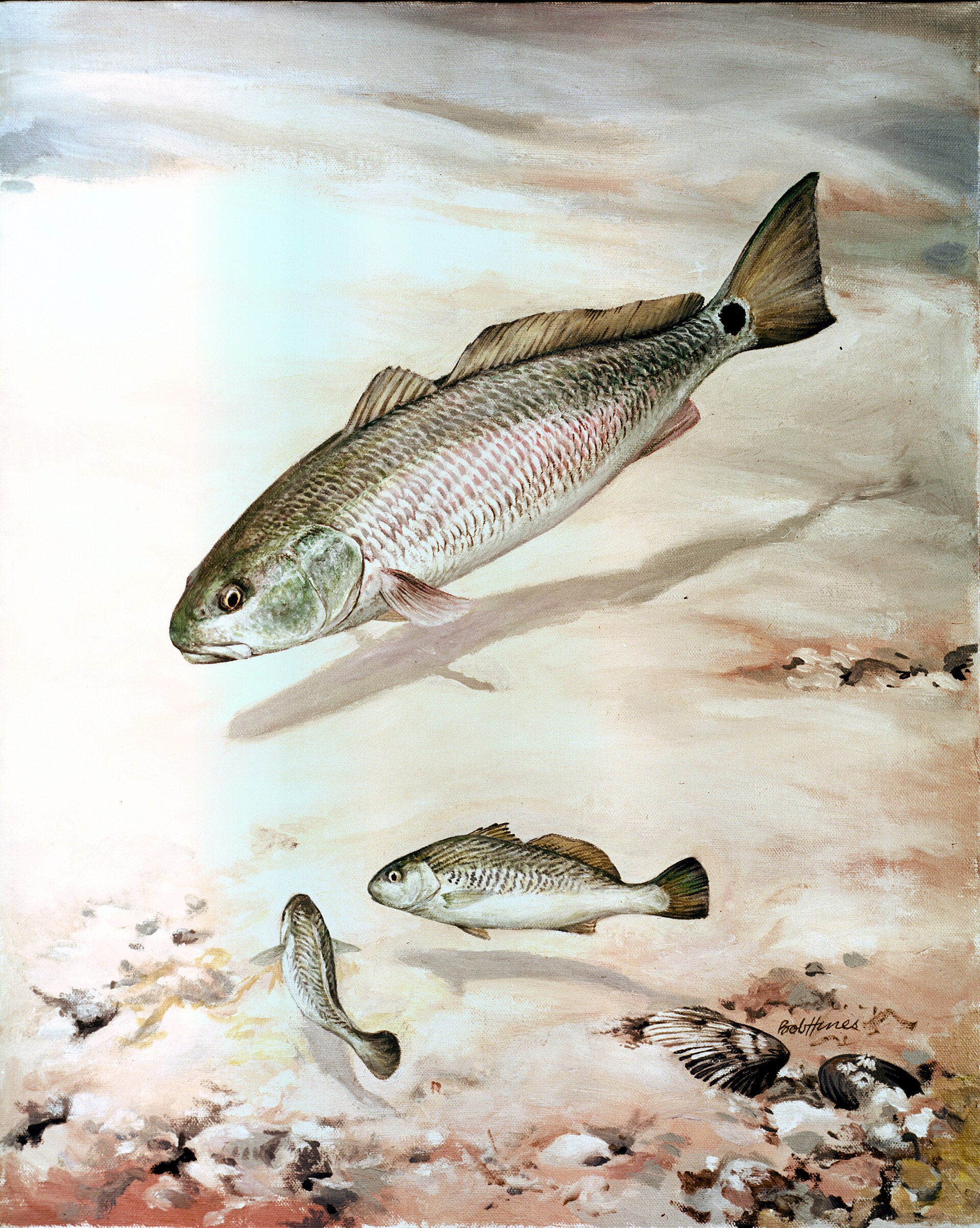 A scientific illustration of a red drum over a sand bottom, showing the dark eyespot at the base of the tail and the blunt snout with an inferior mouth.