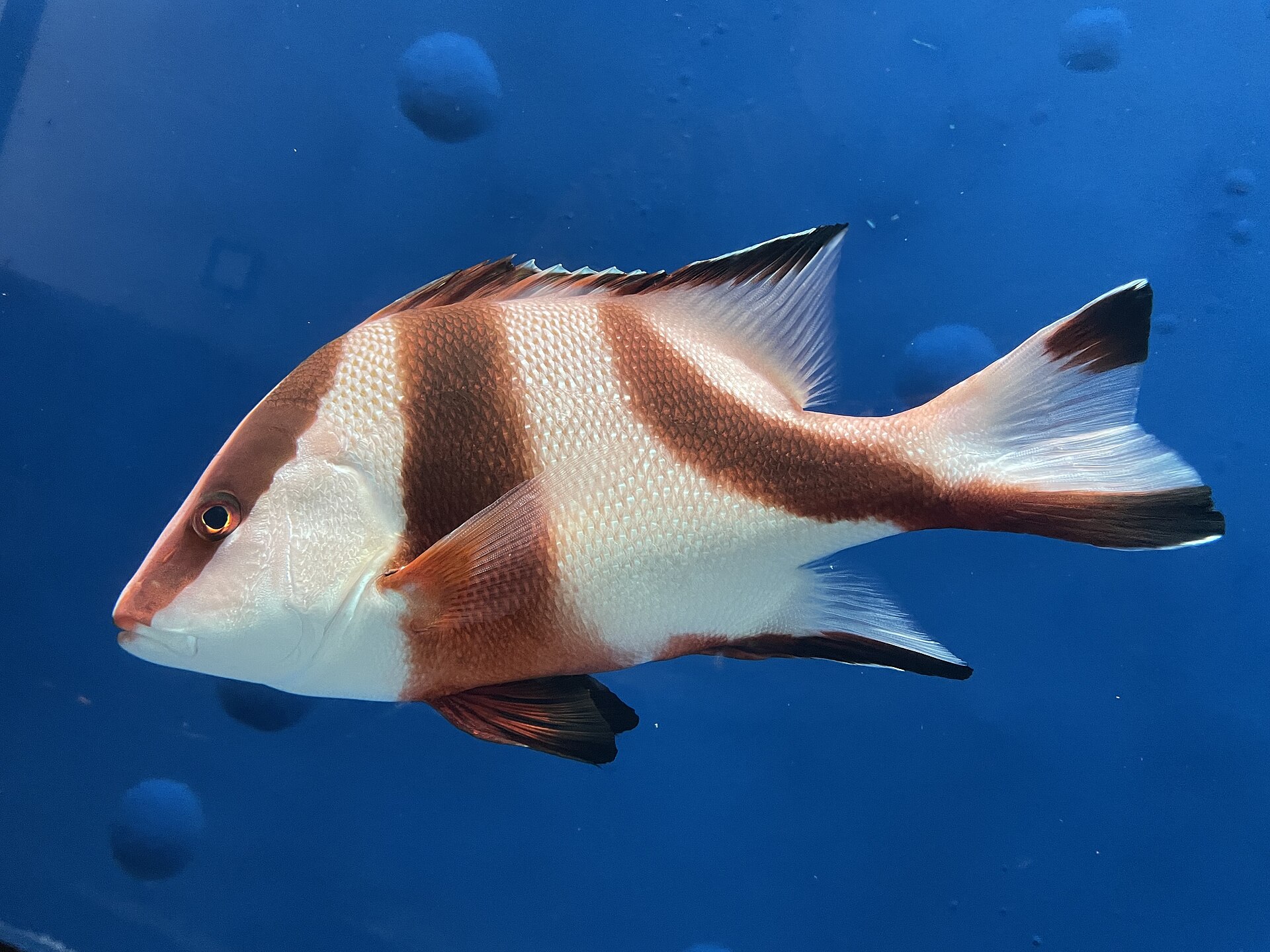 A young red emperor in full side view against plain blue water, deep-bodied and white with three broad dark red-brown bands: one running down through the eye, one from the dorsal fin to the pelvic fin, and one across the tail wrist and out onto both lobes of the tail.
