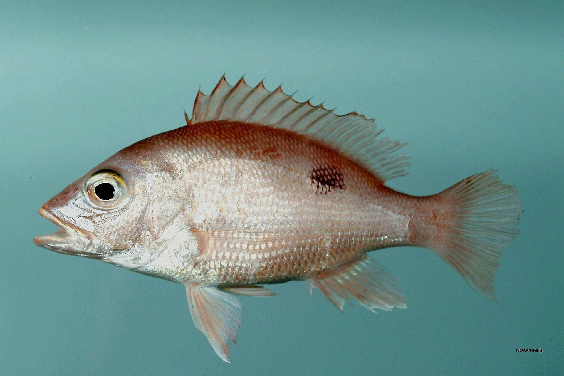 A young northern red snapper photographed in full side view against a plain pale green ground, rose-red along the back fading to silver below, with a dark spot on the upper flank beneath the front of the soft dorsal fin and an angular pointed anal fin.