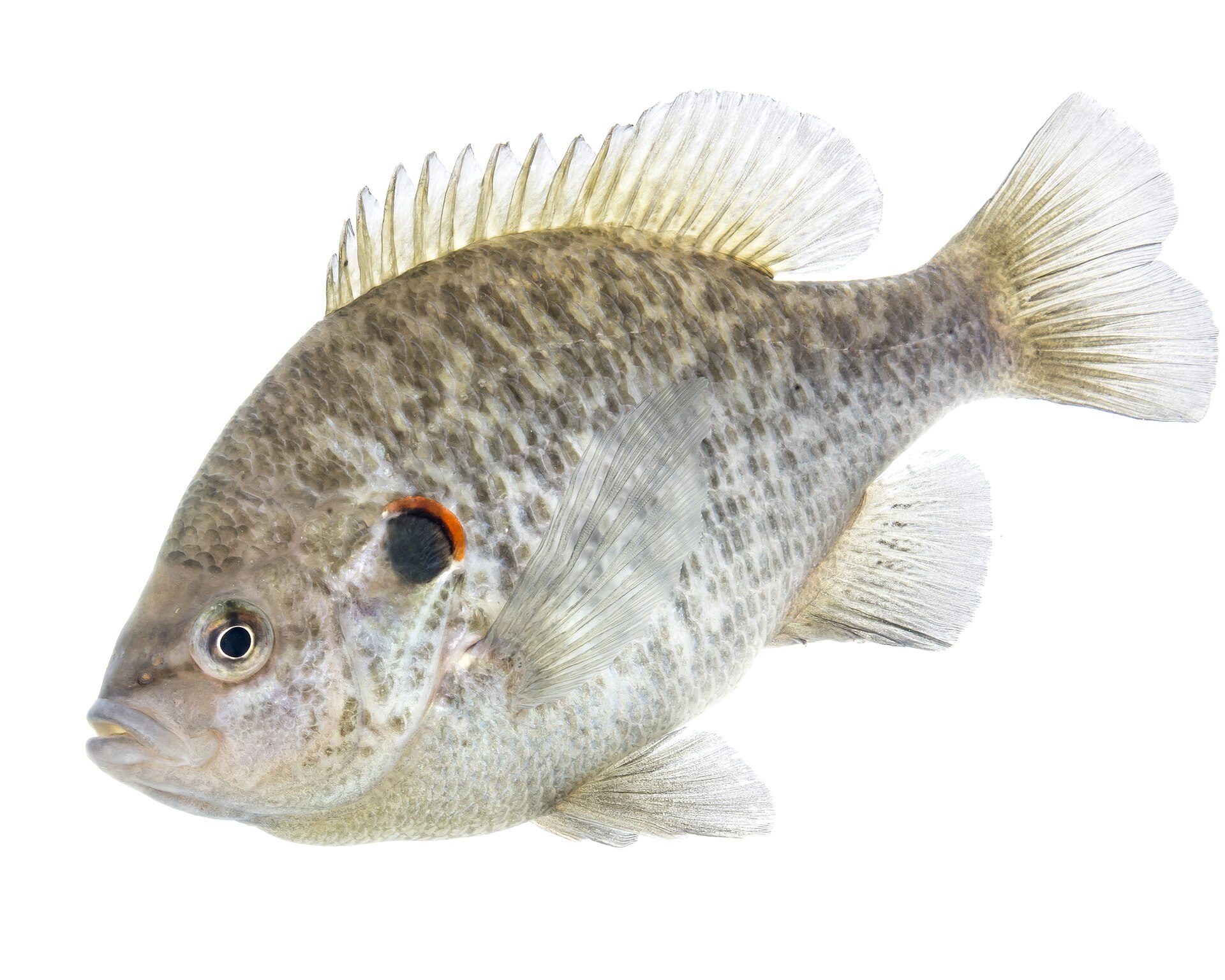 A redear sunfish photographed in full side view against a white ground, deep-bodied and olive-grey, with a short black flap at the rear of the gill cover edged along its back margin in bright orange-red.