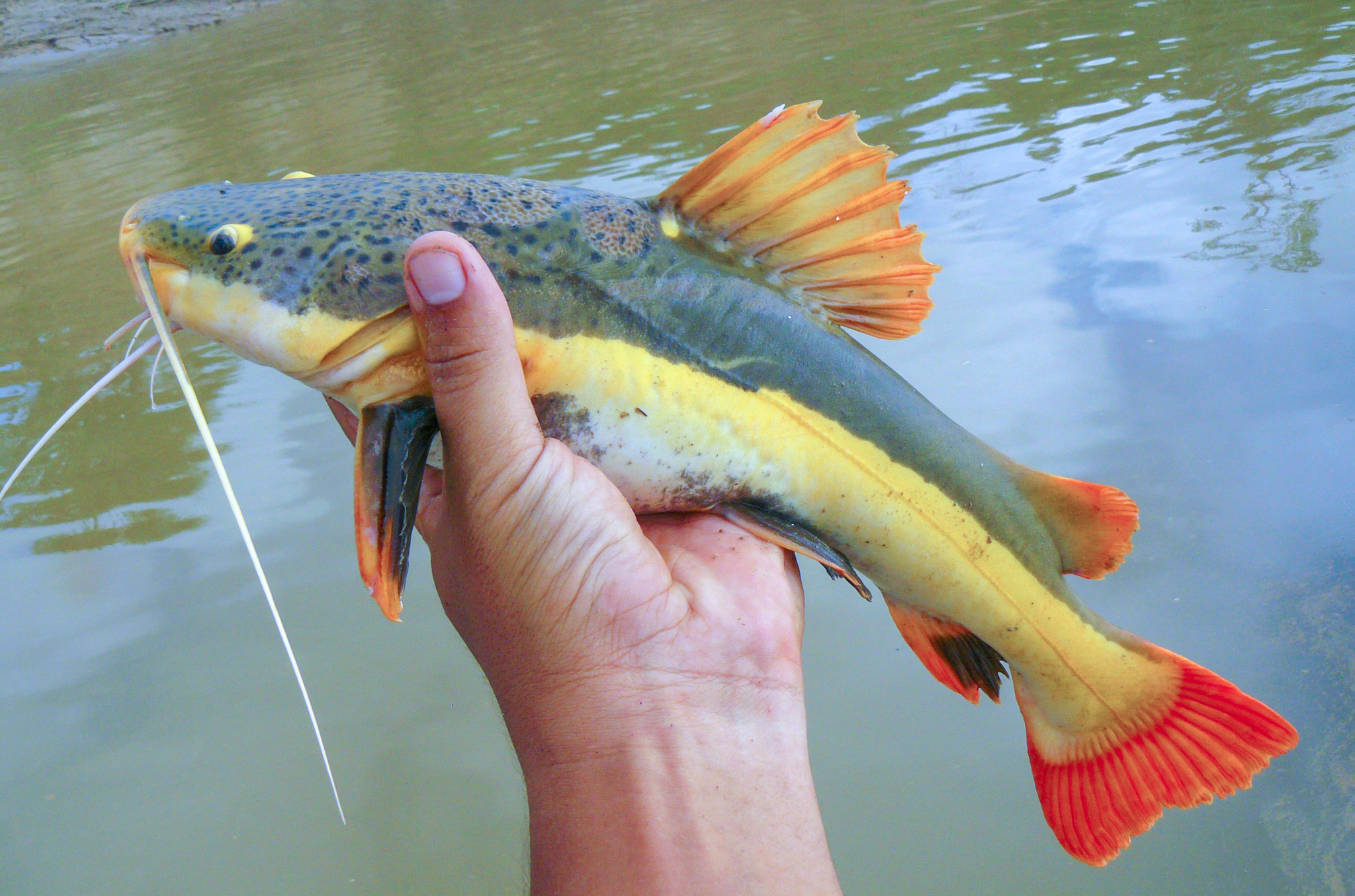 A redtail catfish held in one wet hand above river water, seen from the side, with a brilliant orange-red tail fin, an orange-margined dorsal fin, a broad pale yellow stripe running the whole length of the flank, a dark olive back heavily spotted with black, long white barbels and a broad flattened head.