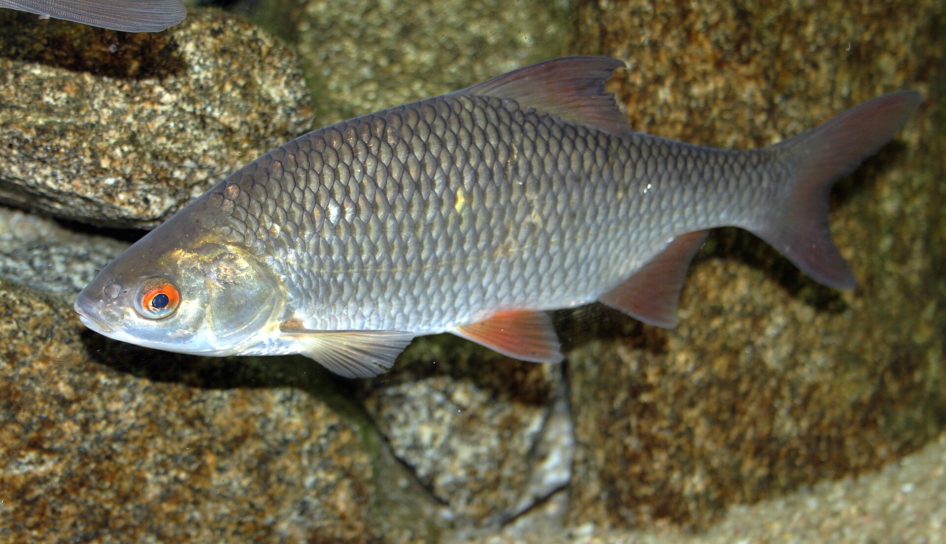 A roach side-on, showing the red iris and the dorsal fin set directly above the pelvic fins.