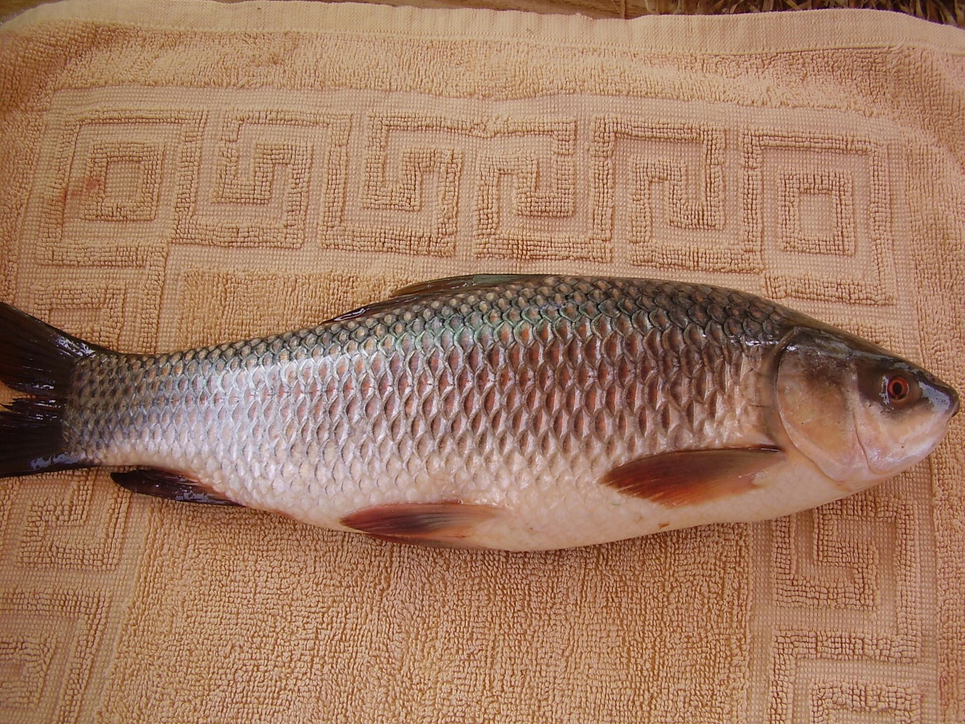 A rohu laid on a patterned towel and photographed from the side, whole fish in frame, deep-bodied with a strongly arched back, a small head and a bluntly rounded snout overhanging a small mouth with thick fringed lips, large silvery scales and orange-red pelvic and anal fins.