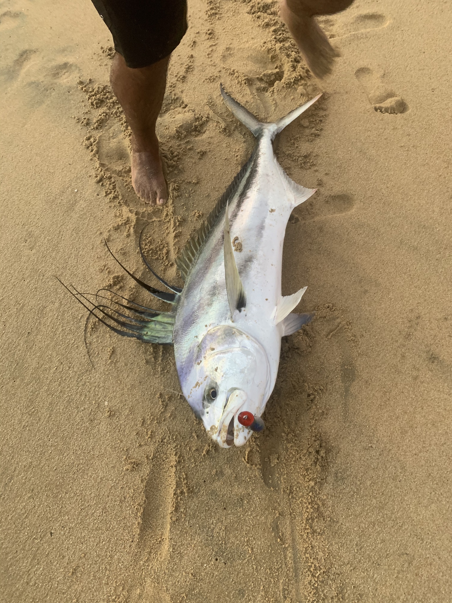 A roosterfish lying on wet sand with its first dorsal fin fully raised and fanned out, showing seven greatly elongated separate rays standing clear of the back like a comb, above a pale silver body with faint dark curved stripes and a lure in the jaw.