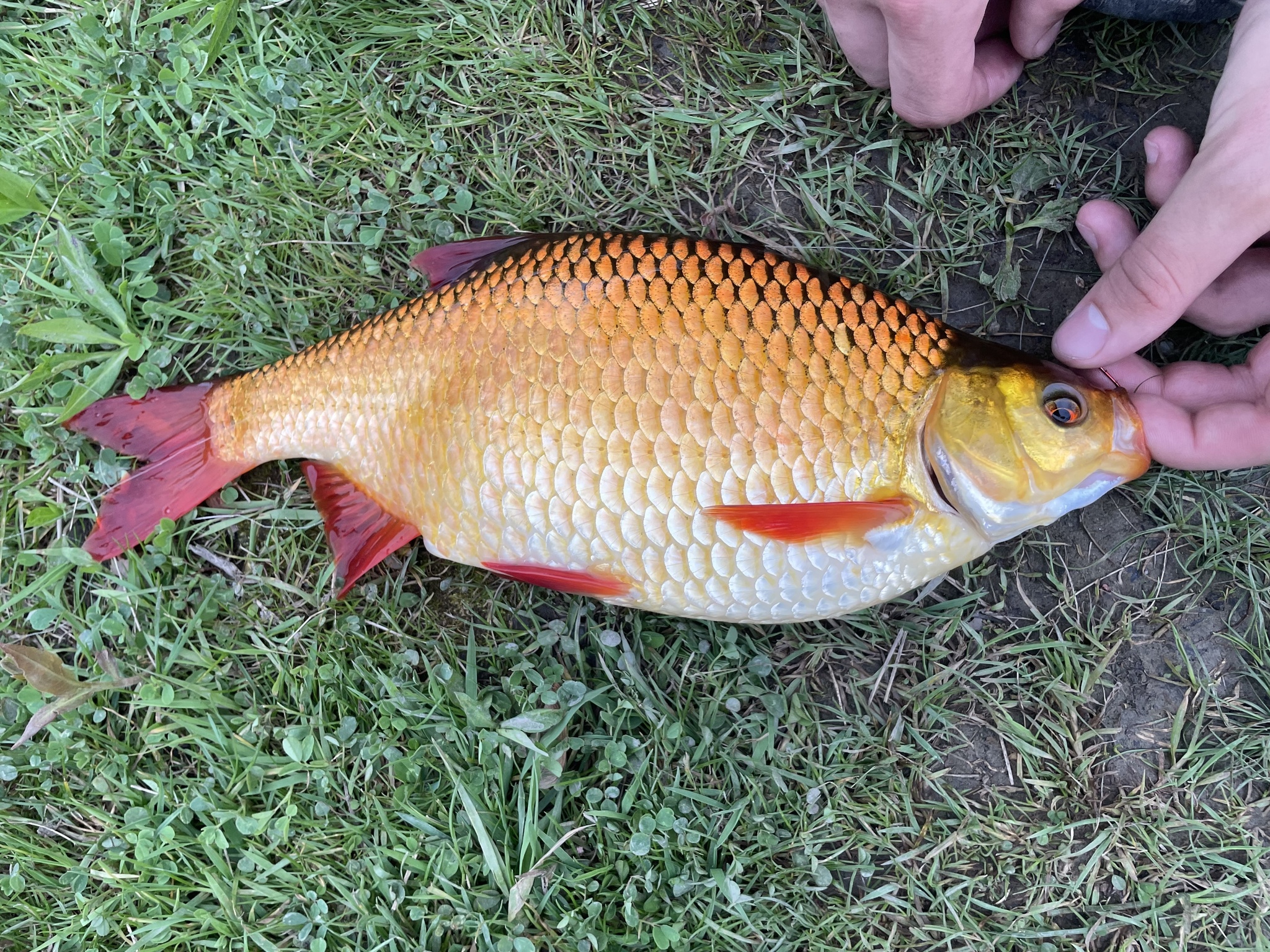 A rudd laid on grass, seen from the side, with a deep brassy-gold flank shading to a white belly, vivid scarlet pelvic, anal and tail fins, a golden-orange eye, and a mouth angled distinctly upwards.