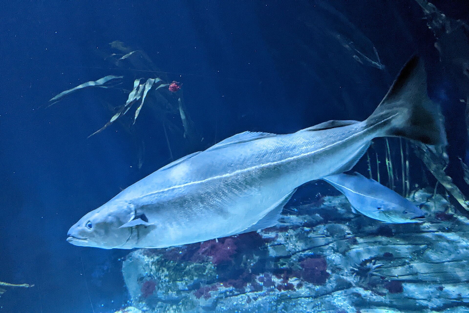 A saithe in full side view in an aquarium, showing a straight pale lateral line running almost level from head to tail, three dorsal fins, a forked tail and jaws that close nearly level.