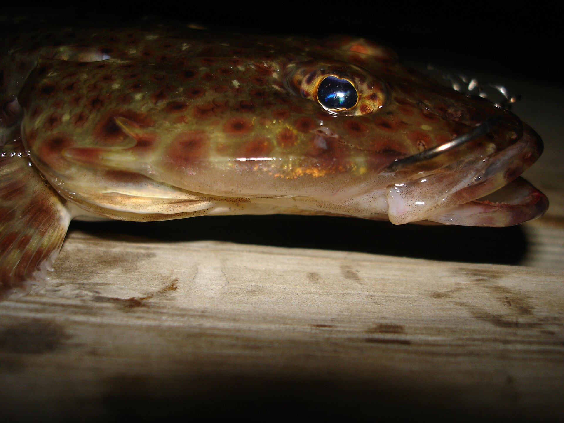 The head and nape of a sand flathead on a wooden board, seen close and from above, the skull broad and depressed with the eye set high on it, a black spine standing out on the gill cover behind the jaw, and dense small regular red-brown spots arranged in rows over a sandy-olive ground.
