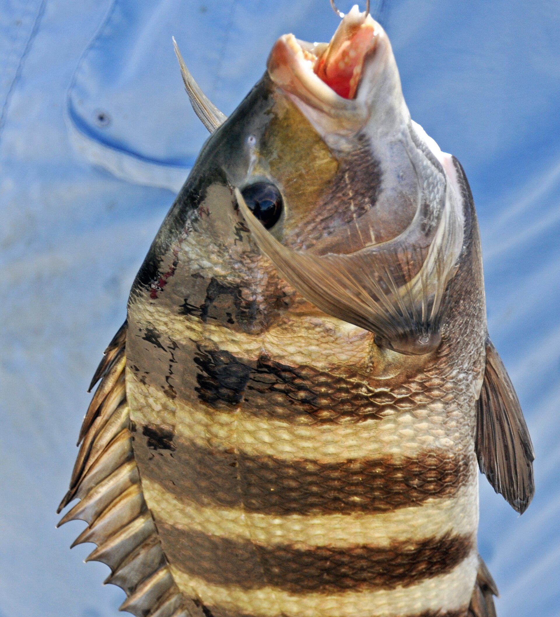 A sheepshead held up on a hook against a blue sky, deep-bodied and strongly compressed, with five bold dark vertical bars over a pale flank, a steep forehead, heavy sharp spines along the front of the dorsal and anal fins, and the mouth open on broad flat pale front teeth.