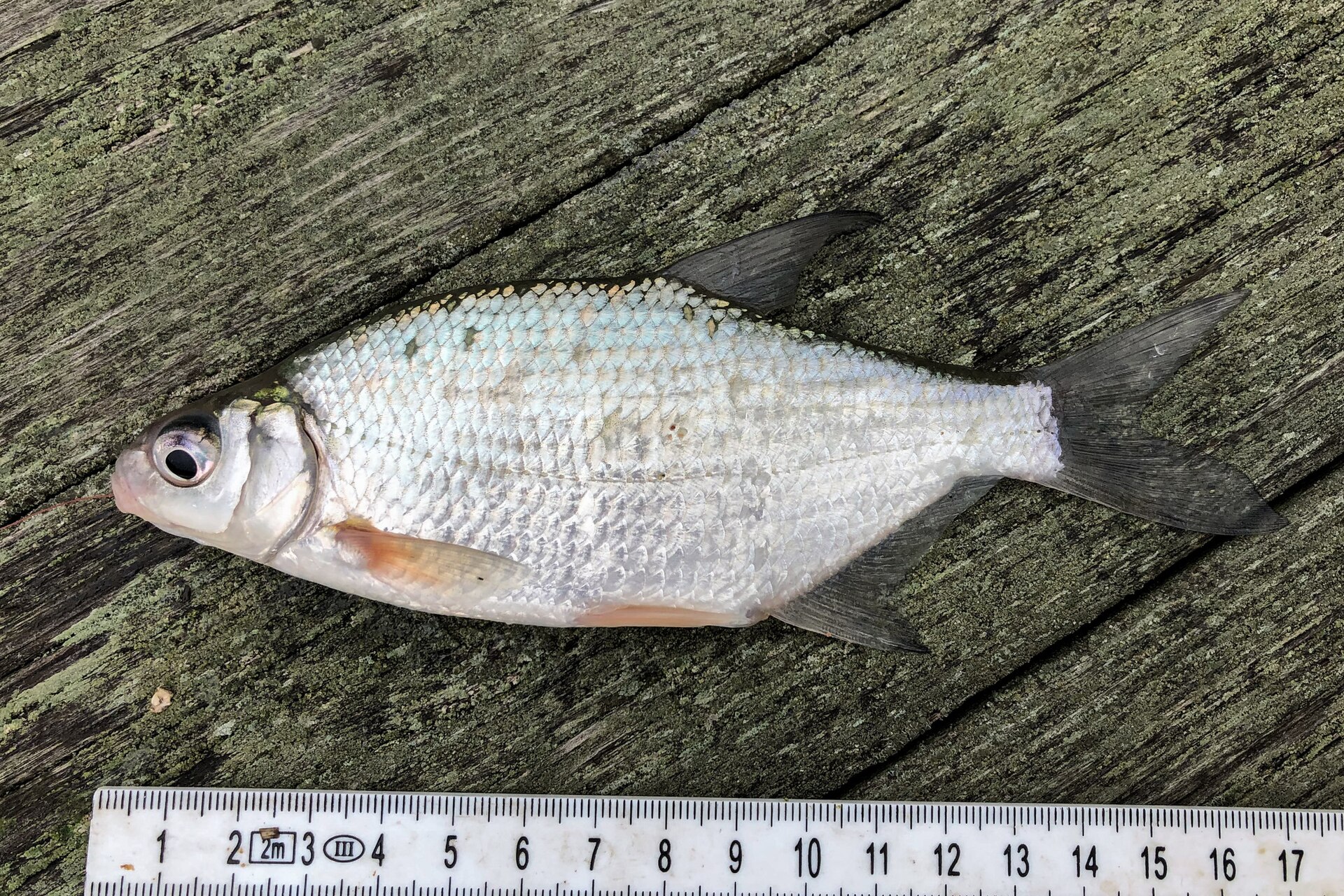 A silver bream laid on weathered wood beside a centimetre rule showing it at about fifteen centimetres, in left profile, with a deep compressed silver body, a very large eye, and an orange-red flush at the base of the pectoral and pelvic fins.
