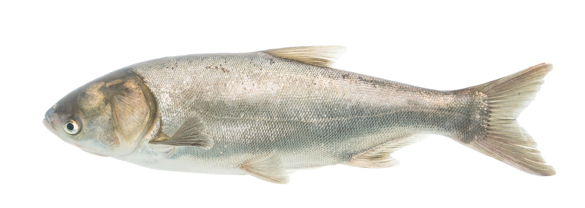 An adult silver carp in full side view against a white ground, deep-bodied and silver with very fine scales, no barbels, an upturned mouth, and an eye set low on the head below the level of the mouth.