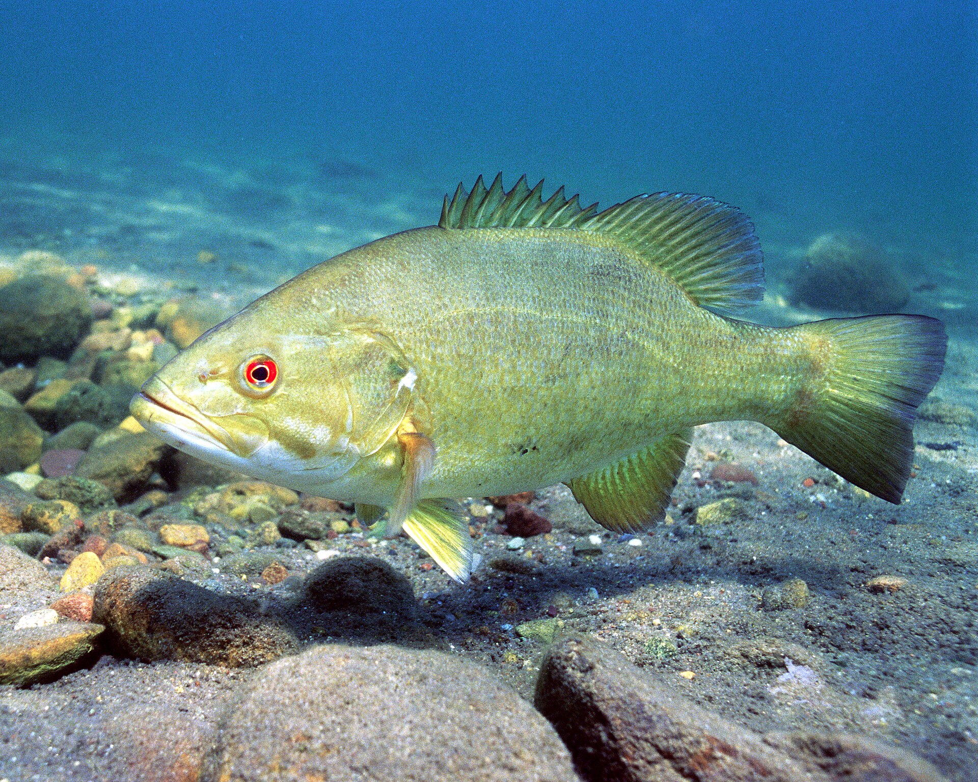 A smallmouth bass over gravel, showing the red iris and the upper jaw ending level with the rear of the eye.