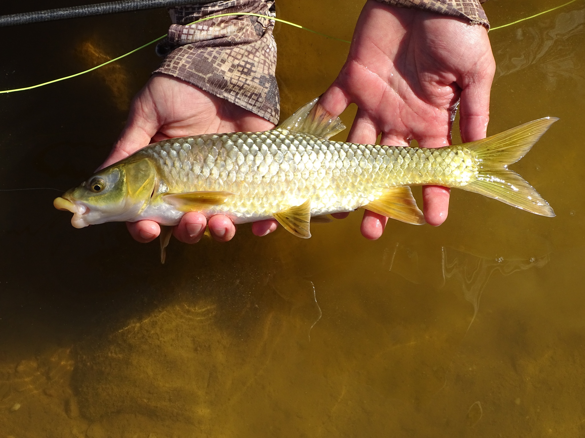A yellowfish held in two wet hands over open water, seen from the side, whole fish in frame, golden-olive with large scales and olive-yellow fins, its snout blunt and rounded and its small mouth set well back beneath it with thick pale lips.
