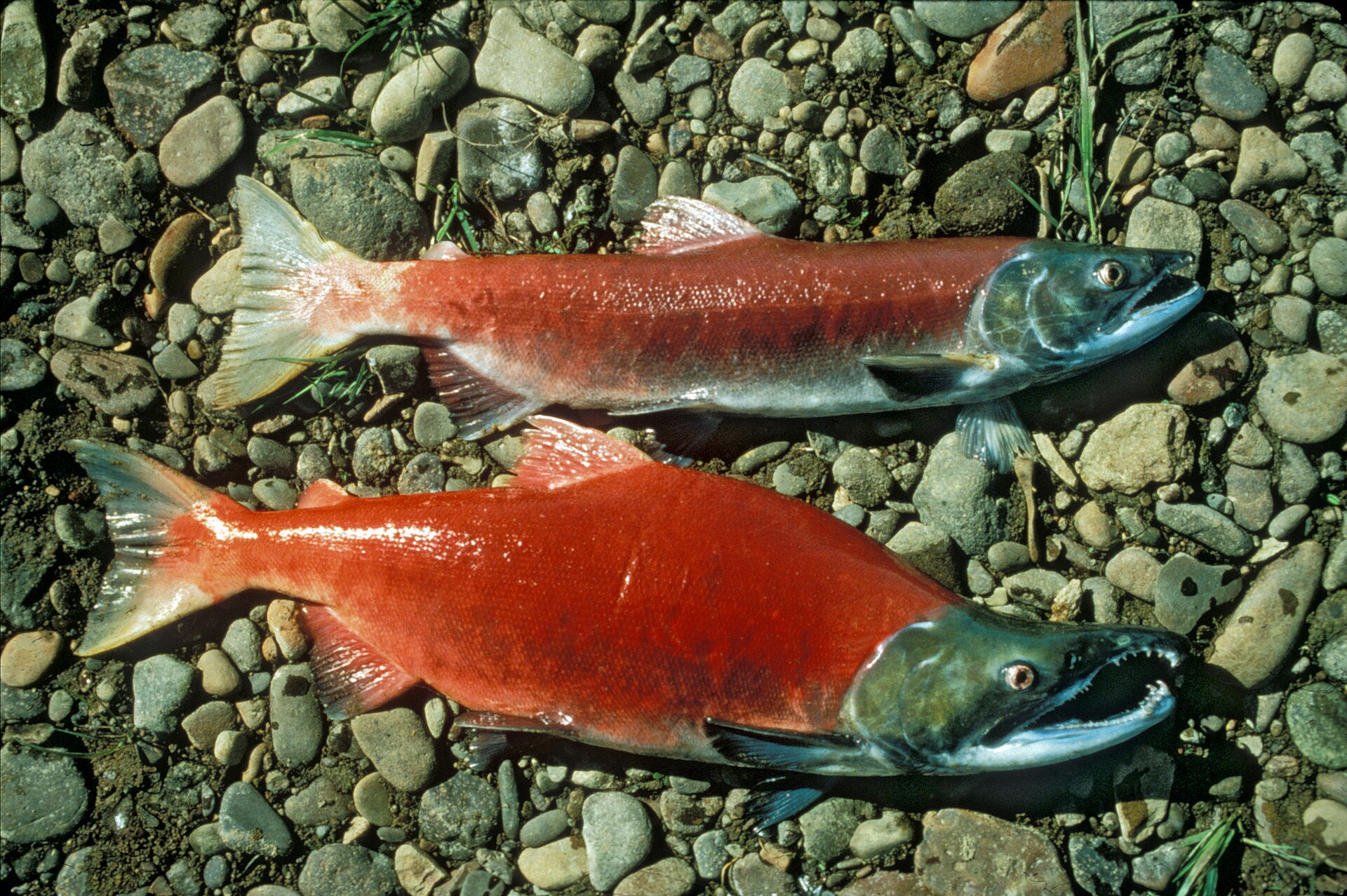 Two sockeye salmon in spawning colour lying on river gravel: a female above and a male below with a hooked jaw and humped back, both with brilliant red bodies, green heads and no spotting on the back.