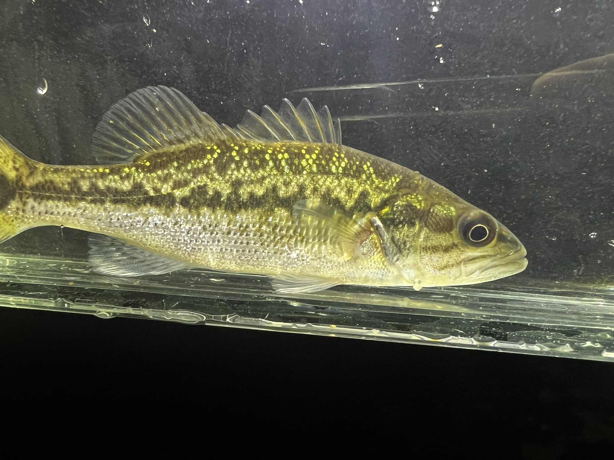 A green-gold black bass photographed side-on in a clear viewing tank, with a broken dark band along the midline, rows of small dark spots below it forming lengthwise streaks on the lower flank, an upper jaw ending level with the back of the eye, and the spiny and soft dorsal fins joined.