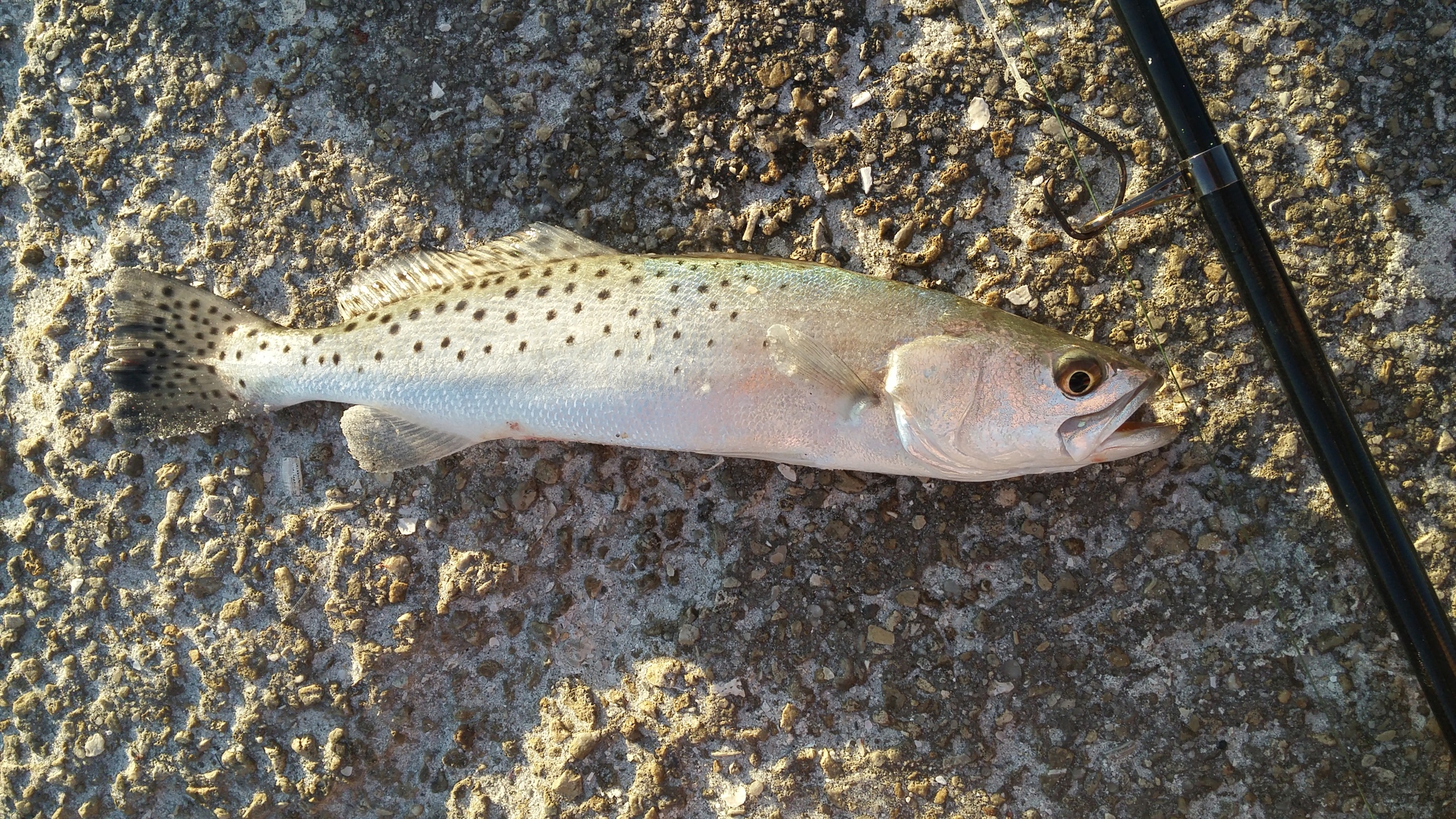 A slender silver fish with an olive-green back lying on pale gravel beside a rod butt, covered in distinct round black spots that run over the upper flank and continue onto both the soft dorsal fin and the tail.