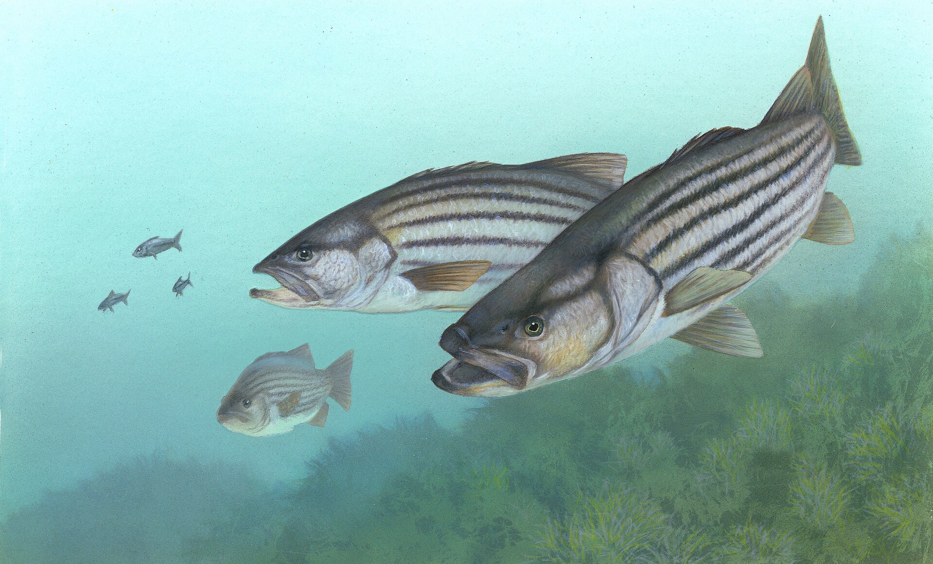 A painted illustration of two adult striped bass and a juvenile over a weedy bottom, showing seven dark horizontal stripes along the silver flank, two separate dorsal fins and a projecting lower jaw.