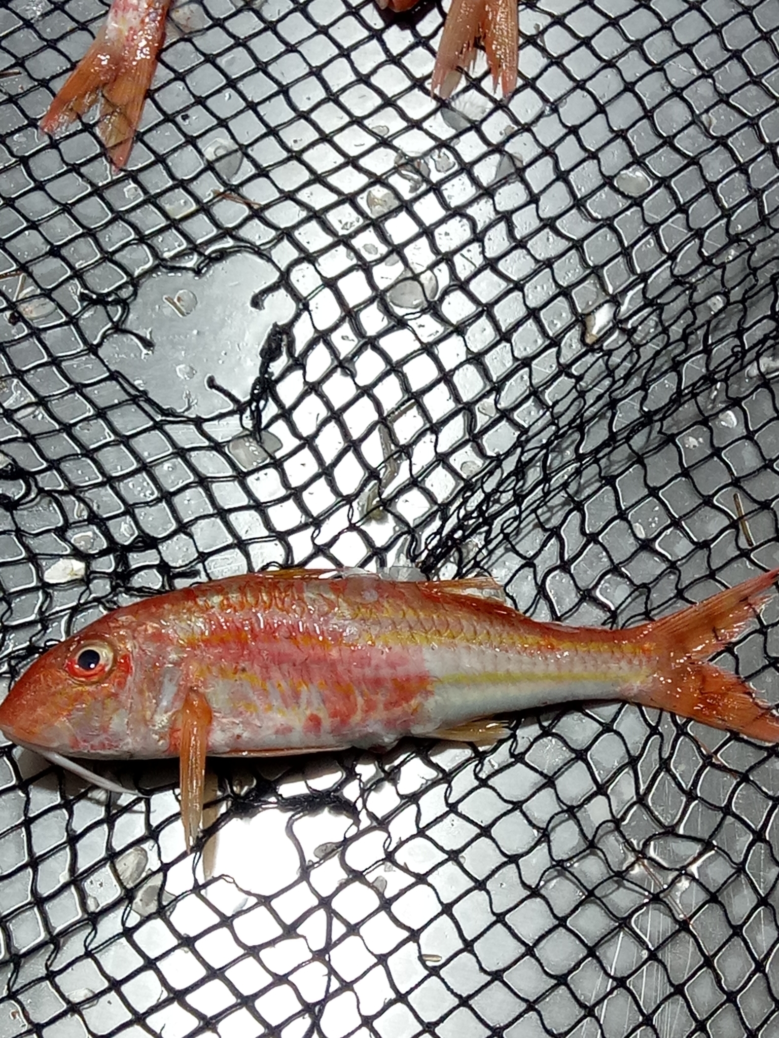 A striped red mullet lying on its side in a wet black landing net, pink and red above fading to silver below, with several distinct yellow stripes running the length of the flank and two long pale barbels hanging separately from beneath the chin.