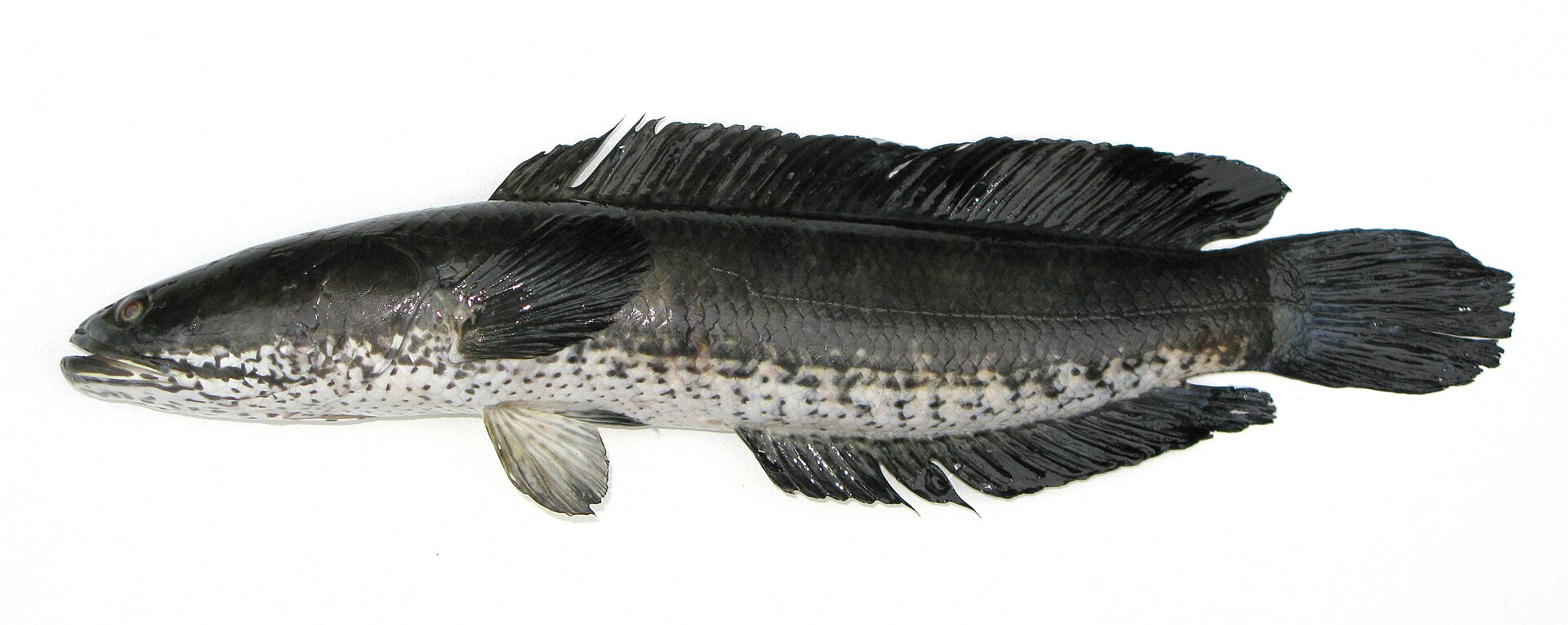 A striped snakehead in full lateral view against white, showing a long cylindrical body, spineless dorsal and anal fins running most of its length, a rounded tail, a flattened head covered in large scales, and dark chevron-shaped blotches along the lower flank.