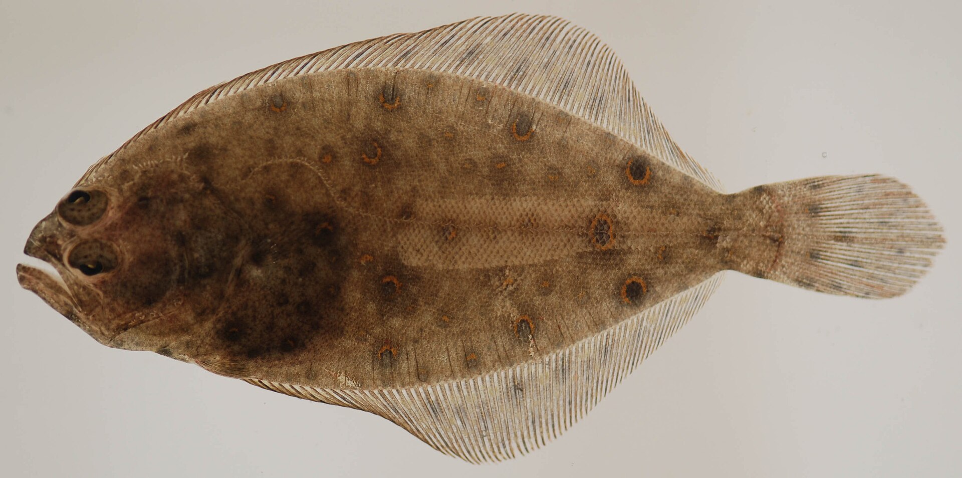 A small summer flounder photographed from directly above against a plain pale ground, broad and oval, both eyes on the left side, the mouth reaching back past the eye, and numerous pale rings with dark centres scattered over the mottled brown upper surface.