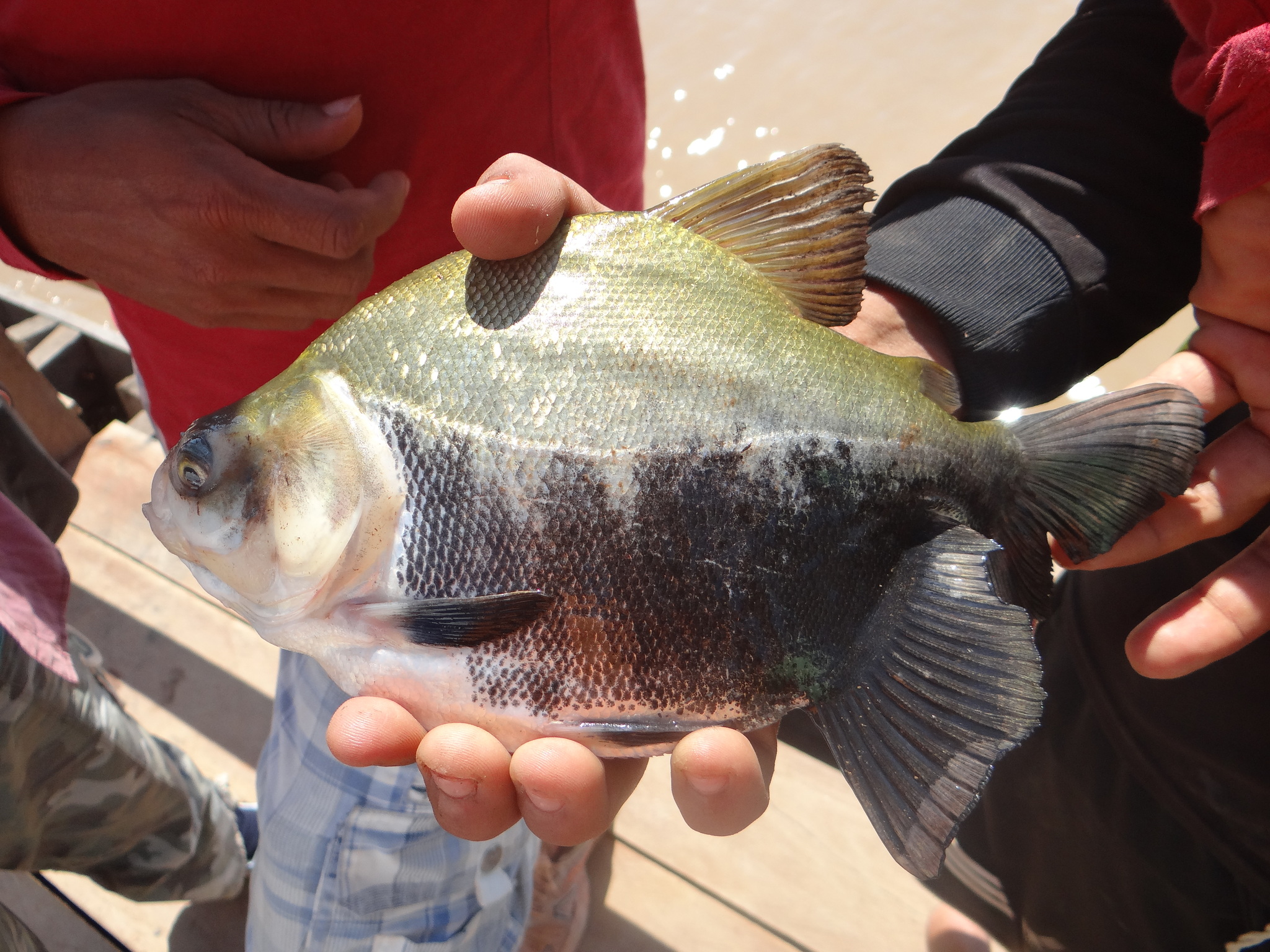 A deep, almost circular, laterally flattened fish held horizontally across two people's hands, olive-gold across the upper half and abruptly dark across the lower half, with a small rayed fin between the dorsal and the broad squared tail.