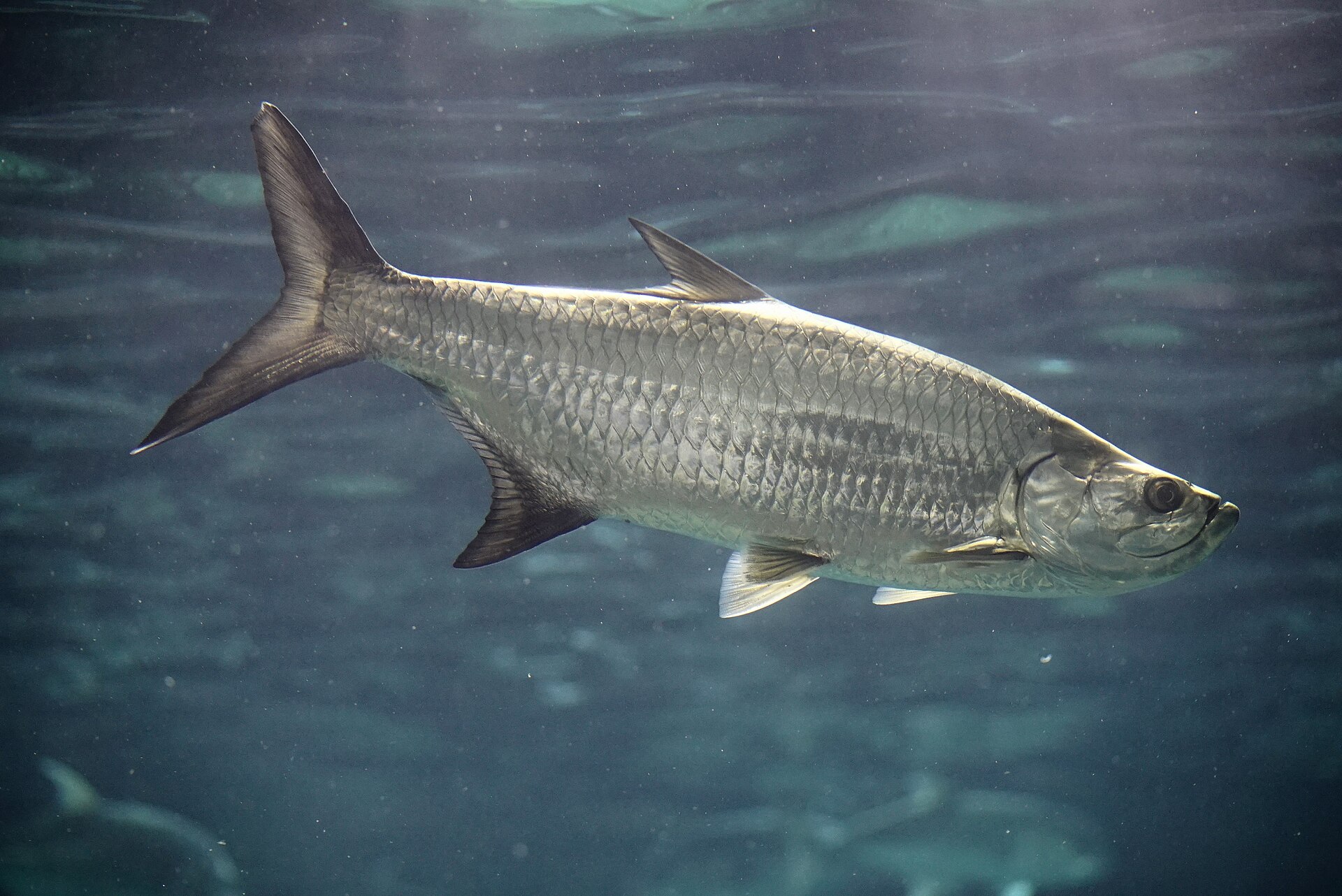 An Atlantic tarpon in full side view in dark water, showing very large silver scales, a large upturned mouth, a deeply forked tail and a single dorsal fin whose last ray trails behind it as a filament.