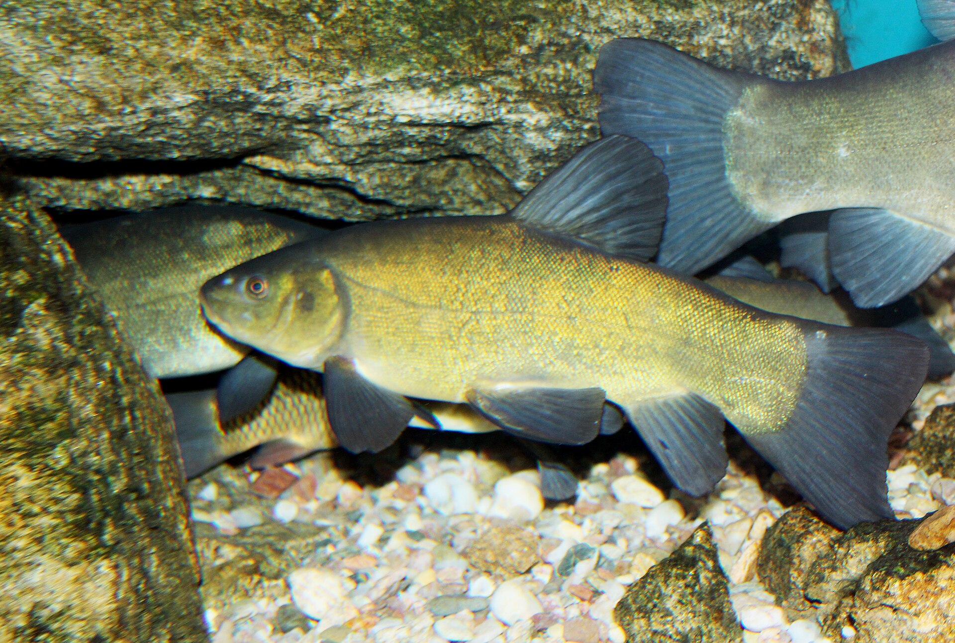 A tench over gravel, showing the thick-set olive-gold body, very small scales and rounded fins.