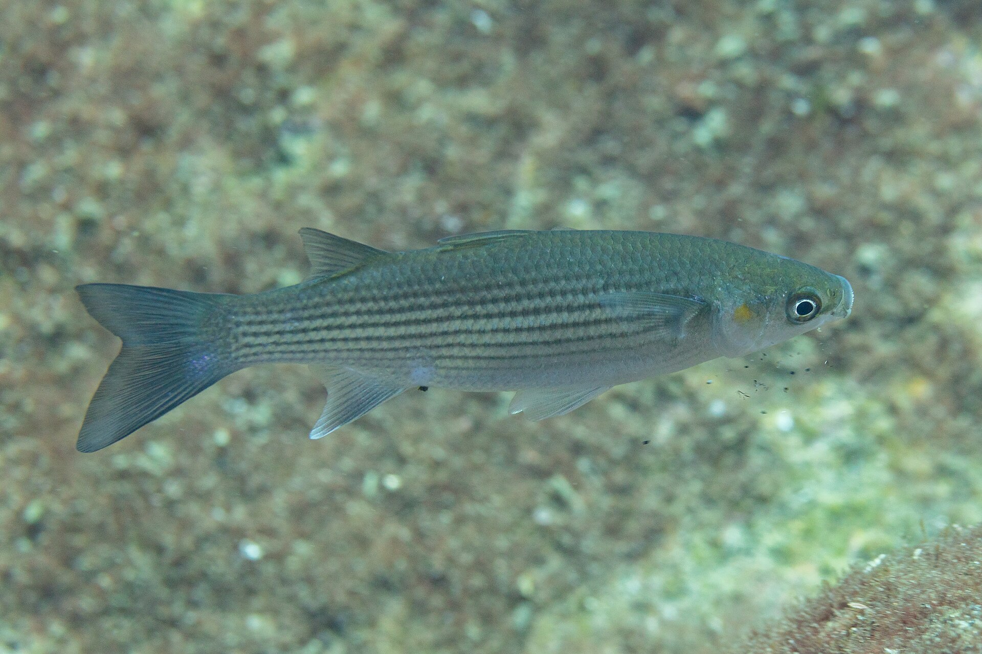 A thick-lipped grey mullet in full side view over sand, showing longitudinal grey stripes following the scale rows, two well-separated dorsal fins, a forked tail and a thick upper lip.