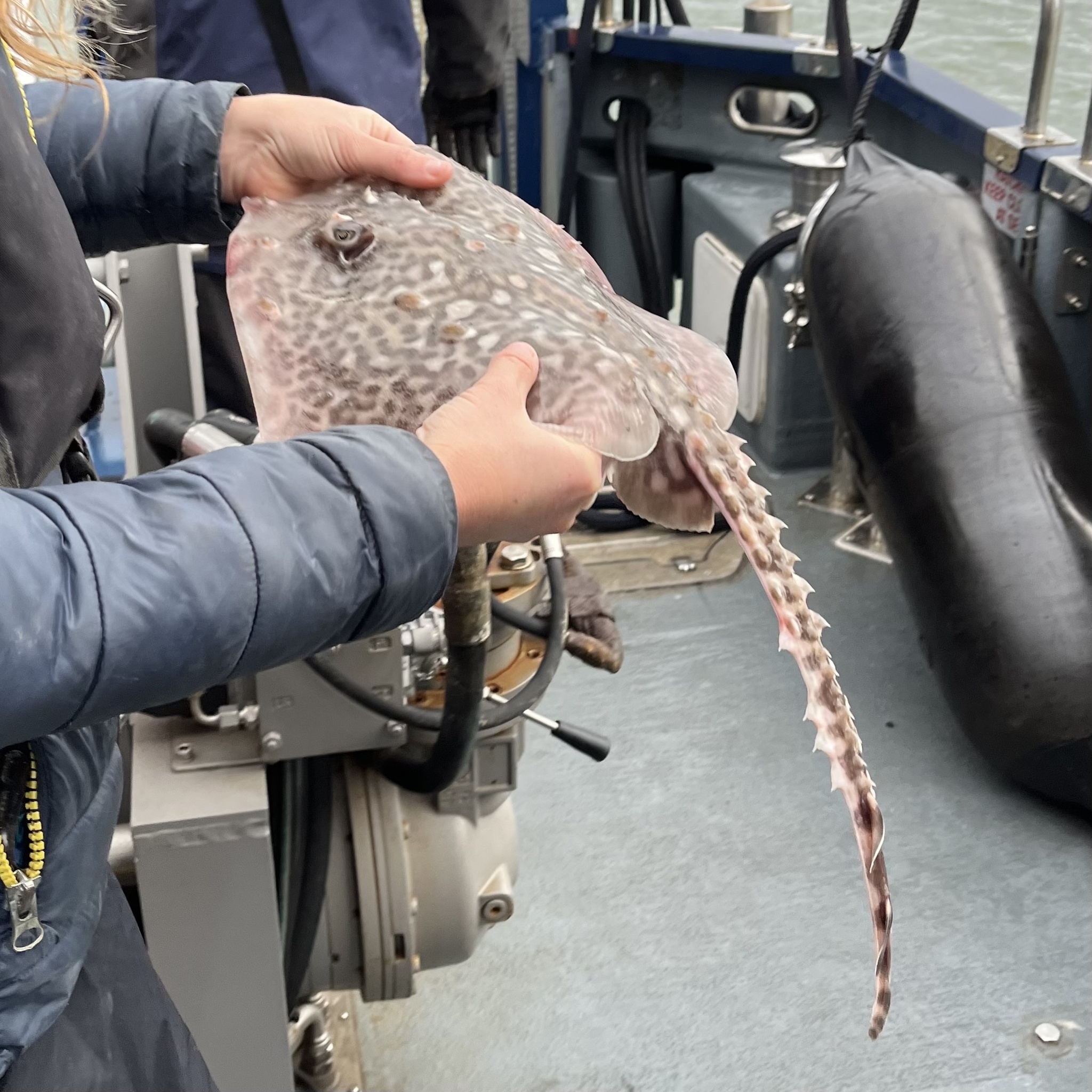 A thornback ray held horizontally across two hands on a boat, its back marbled dark brown on pale, with scattered round button-like thorns across the disc and a continuous row of large curved spines running the whole length of the tail.