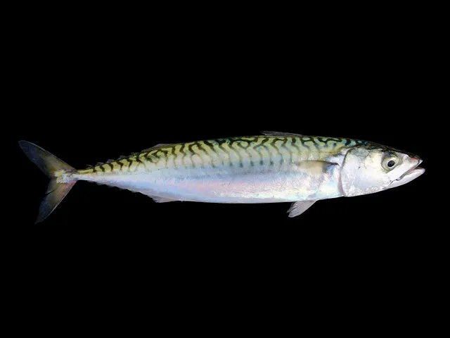 An Atlantic mackerel photographed against black, showing wavy dark bars across a green-blue back, a silver belly, small finlets between the second dorsal fin and the deeply forked tail.