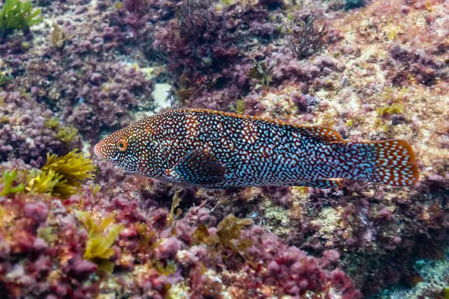 A ballan wrasse in full side view over a reef, the whole fish including the rounded tail in frame, showing thick lips, heavy scales each with a pale centre and a long spiny dorsal fin.
