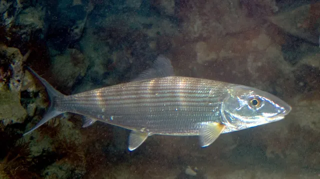 A bonefish photographed underwater in shallow clear water, showing a slender silver torpedo-shaped body with faint darker stripes along the flank, a conical pointed snout with the mouth set underneath it, and a deeply forked tail.