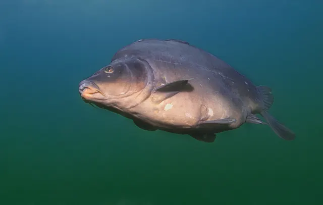 A mirror carp photographed underwater in open green water in full lateral view, showing a deep heavy body with sparse large scales, a thick-lipped mouth set beneath the snout with two pairs of barbels, a long-based dorsal fin running most of the back, and a forked tail.