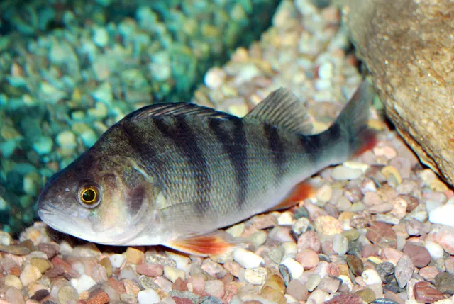 A European perch over gravel, showing two separate dorsal fins, dark vertical bars on the flank and red pelvic and anal fins.