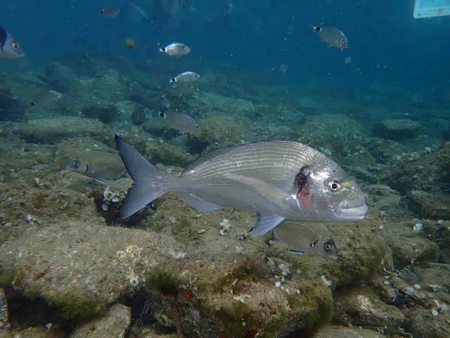 A gilthead bream swimming over rocky ground in clear water, photographed underwater in right profile, showing a deep silver body with faint longitudinal lines, a steep head profile, a large dark blotch at the start of the lateral line above the gill cover, and a red-orange smudge on the rear edge of the gill cover below it.